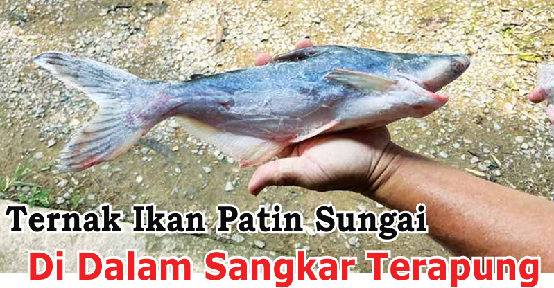 Ternak Ikan Patin Sungai Di Dalam Sangkar Terapung - Agrimag