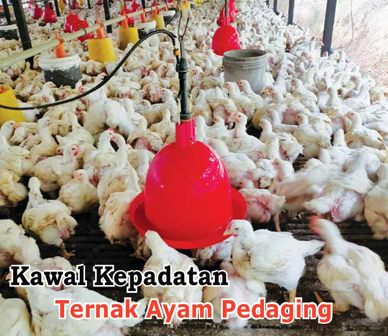 Kawal Kepadatan Ternak Ayam Pedaging - Agrimag