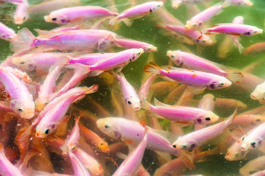 Ikan Import Hasilkan Anak Merah Nil yang Berkualiti - Agrimag