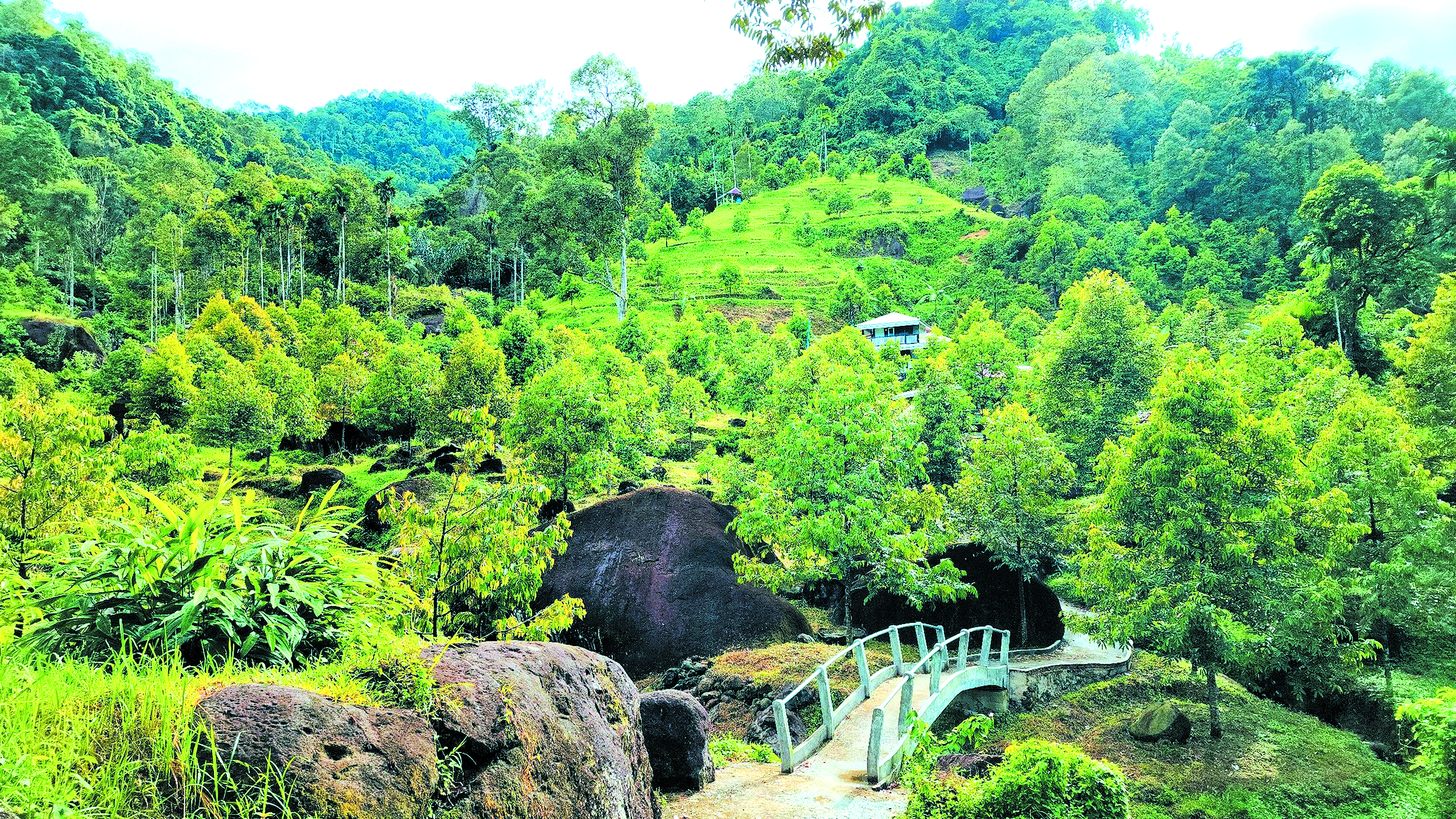 Tanaman Durian Usaha Perniagaan Masa Depan - Agrimag
