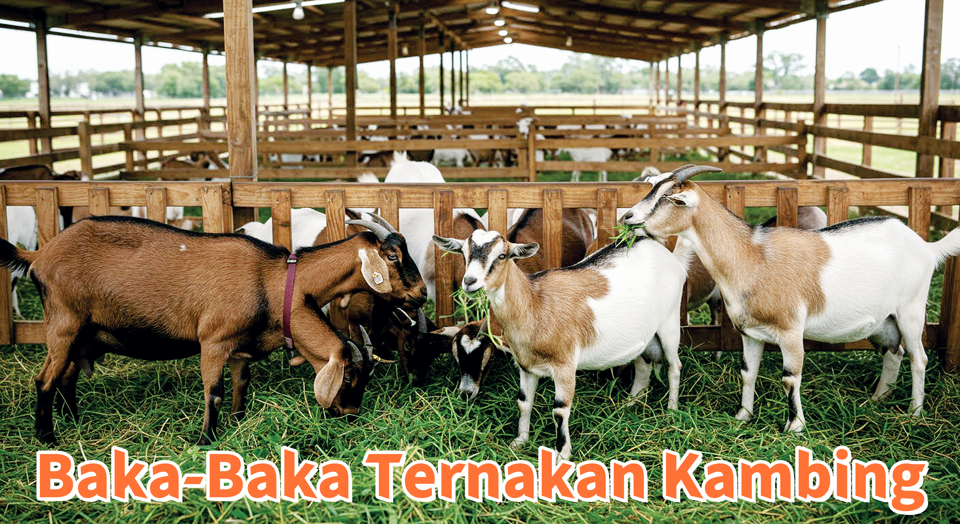 Baka-Baka Ternakan Kambing - Agrimag