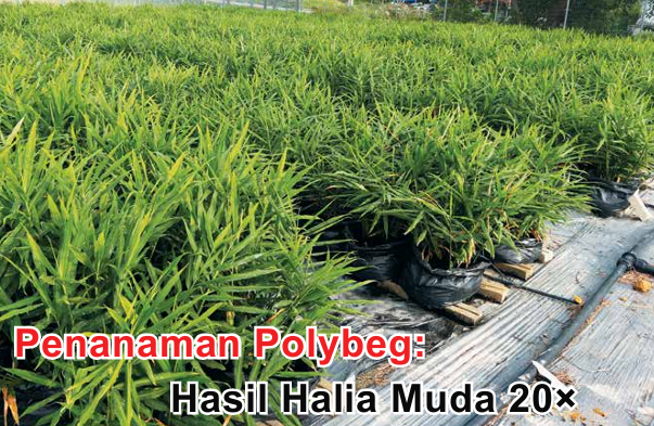 Penanaman Polybeg: Hasil Halia Muda 20x - Agrimag