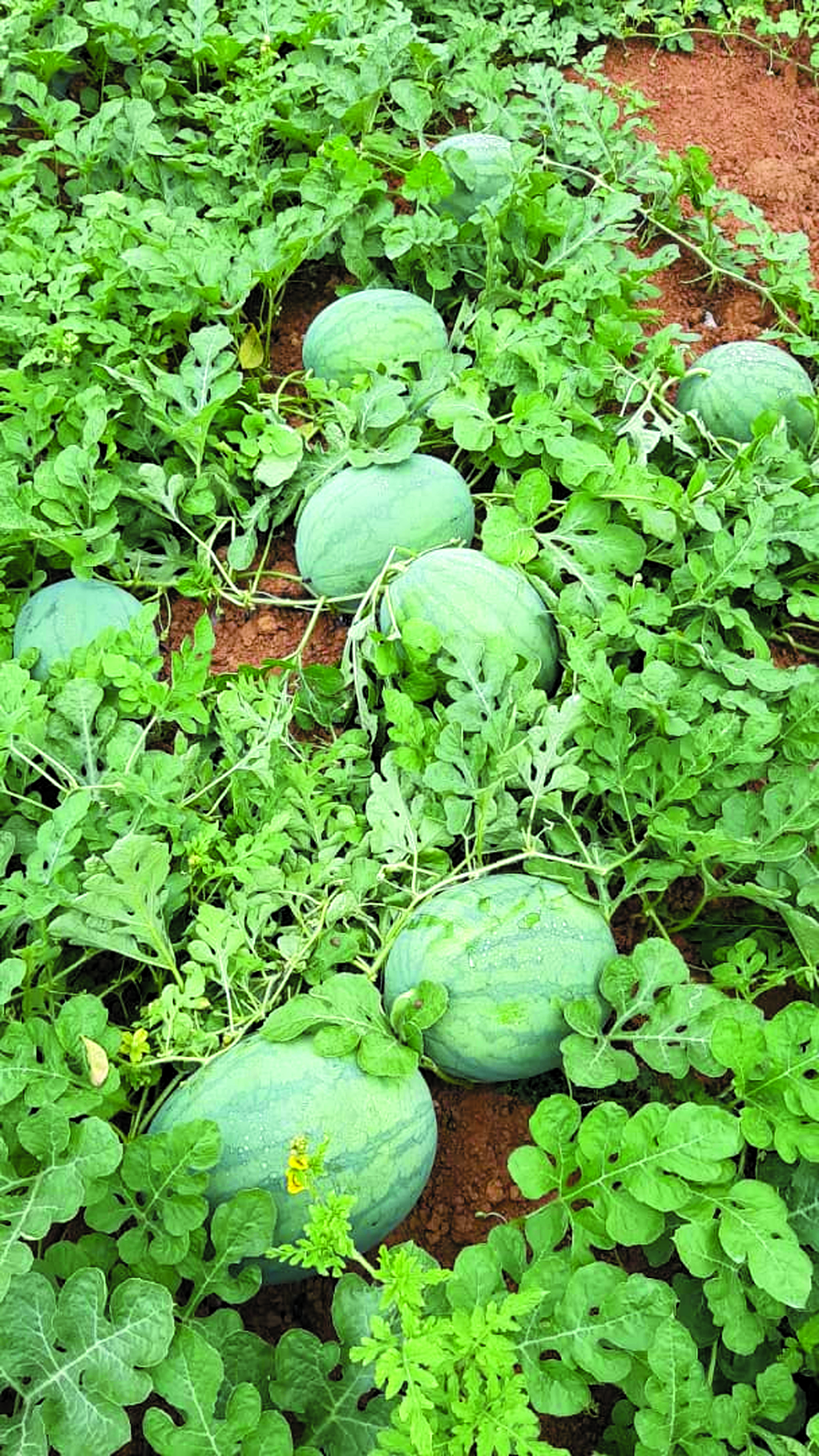 Tanam Tembikai Rangup & Manis di Tanah Pasir - Agrimag