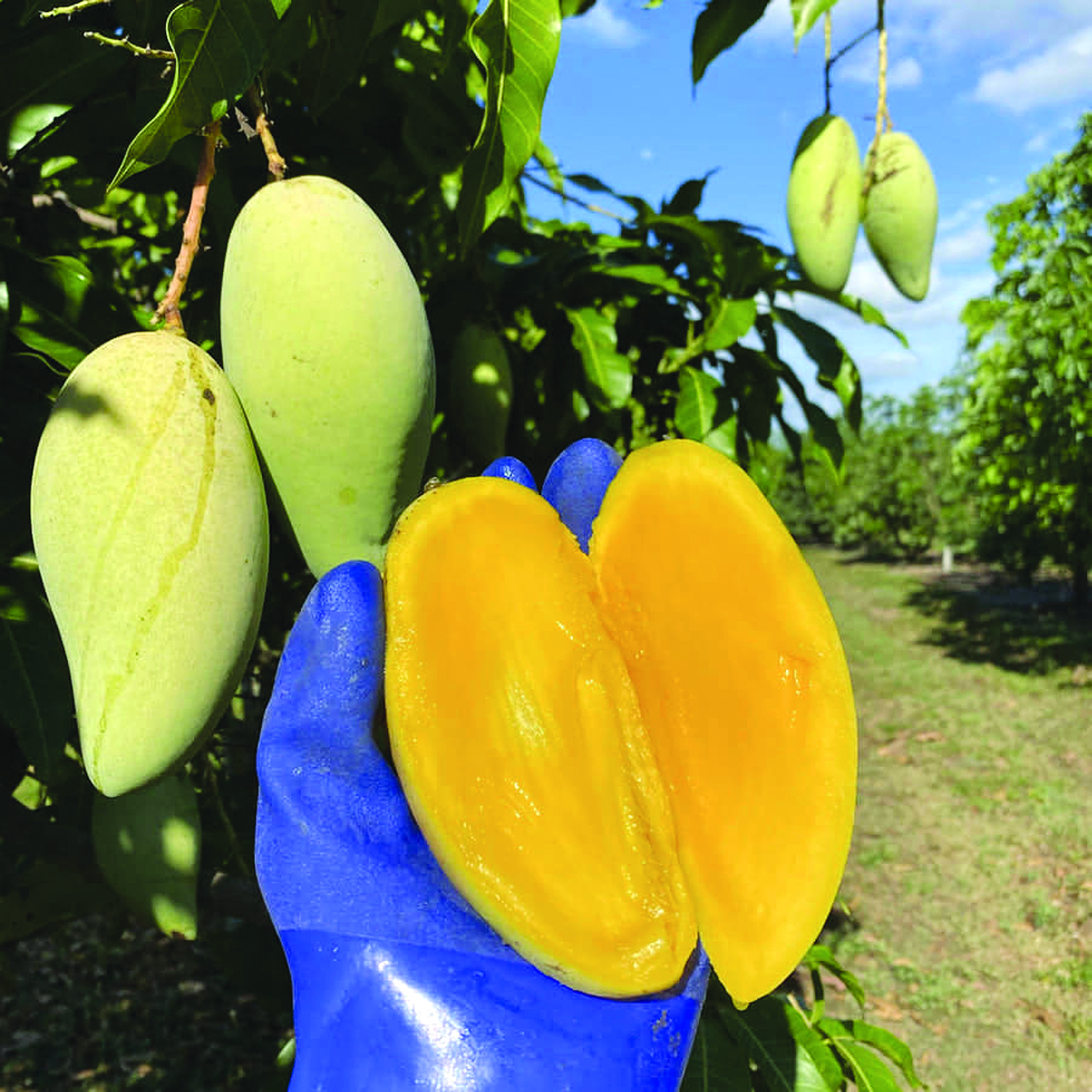 6 Varieti Mangga Terkenal di Thailand - Agrimag