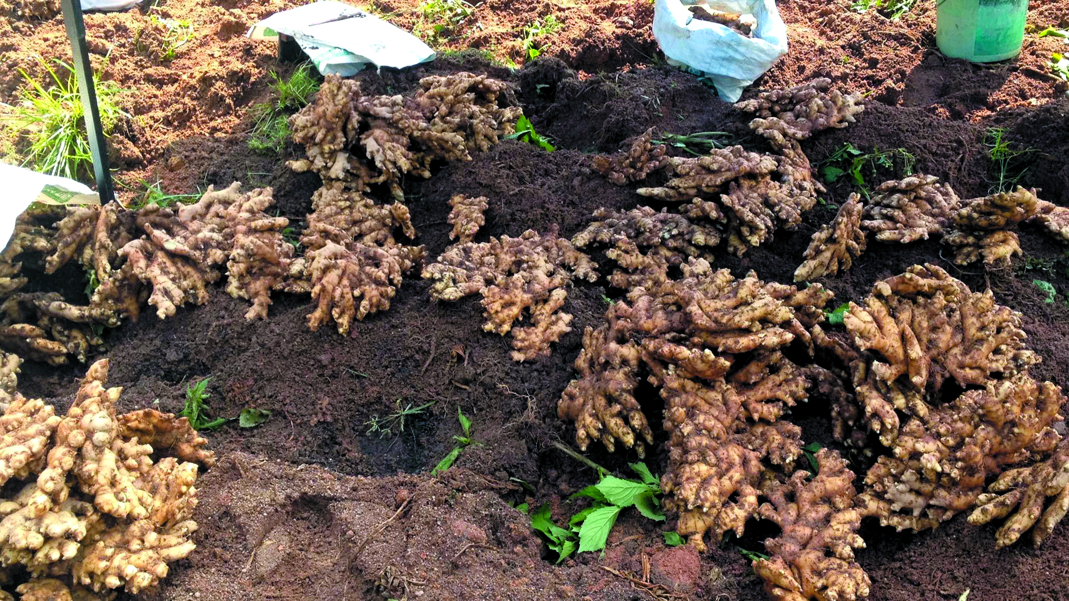 Penjaga Generasi ke-60 Halia Bentong - Agrimag