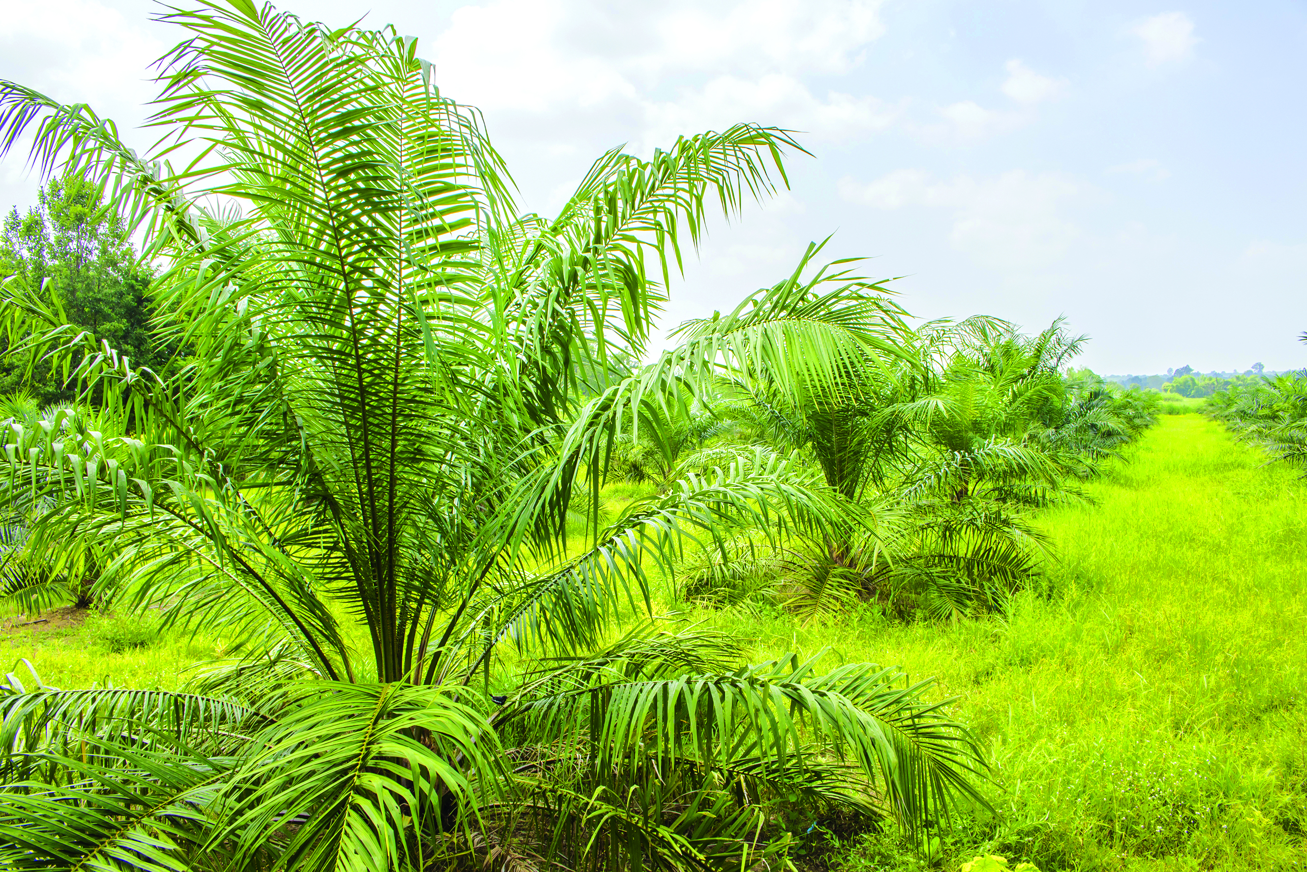 Pengeluaran Sawit Diramal Naik Sedikit - Agrimag