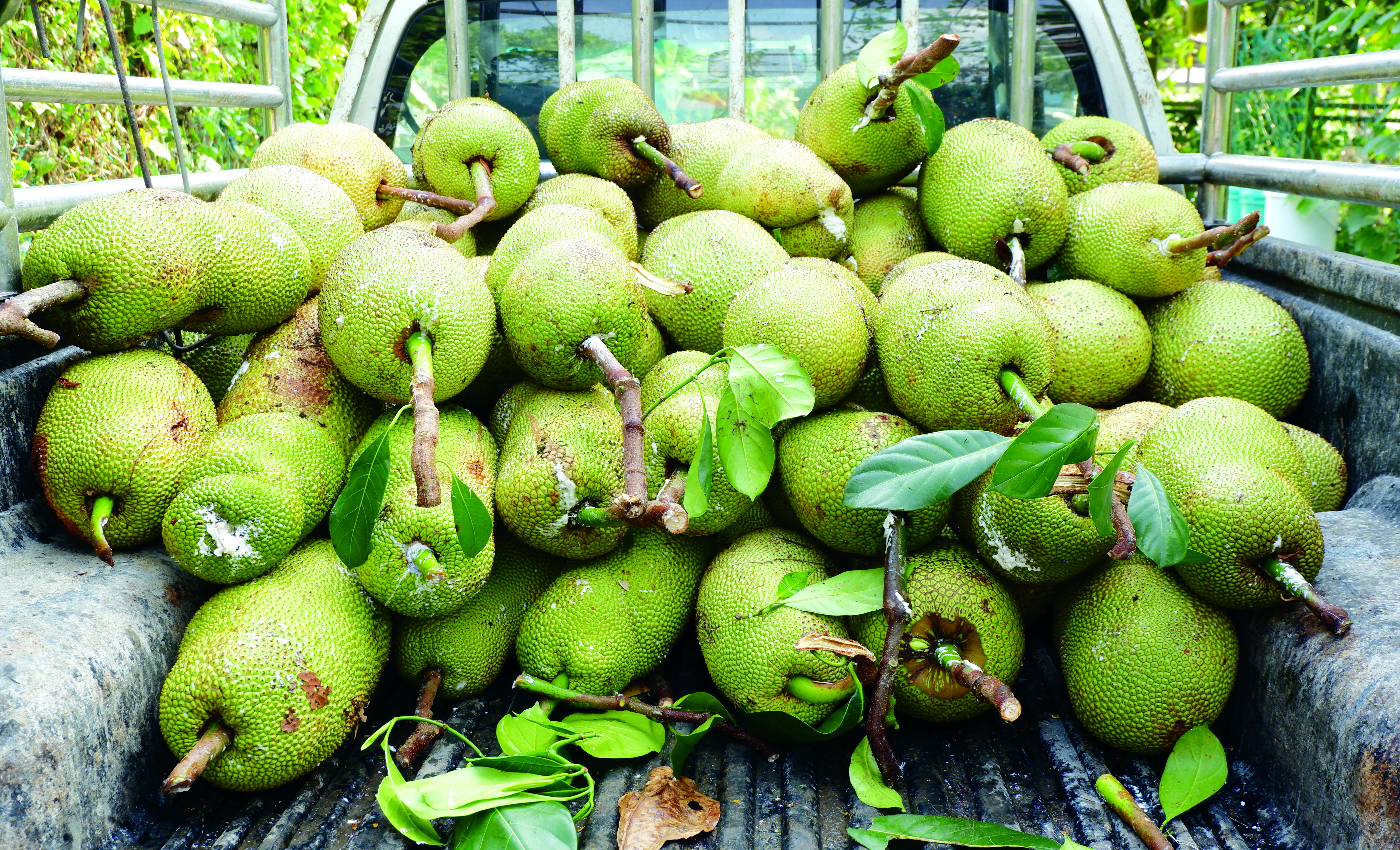 Faedah Ekonomi Nangchem Setanding Durian - Agrimag