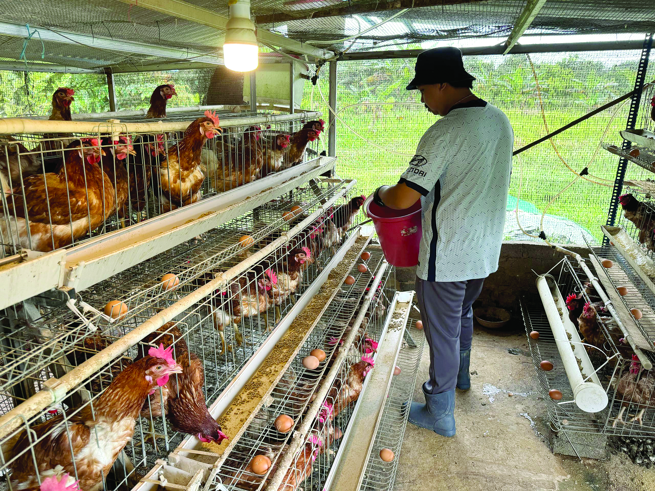 Penternakan Ayam Petelur dan Inspirasi Belia di Sarawak - Agrimag