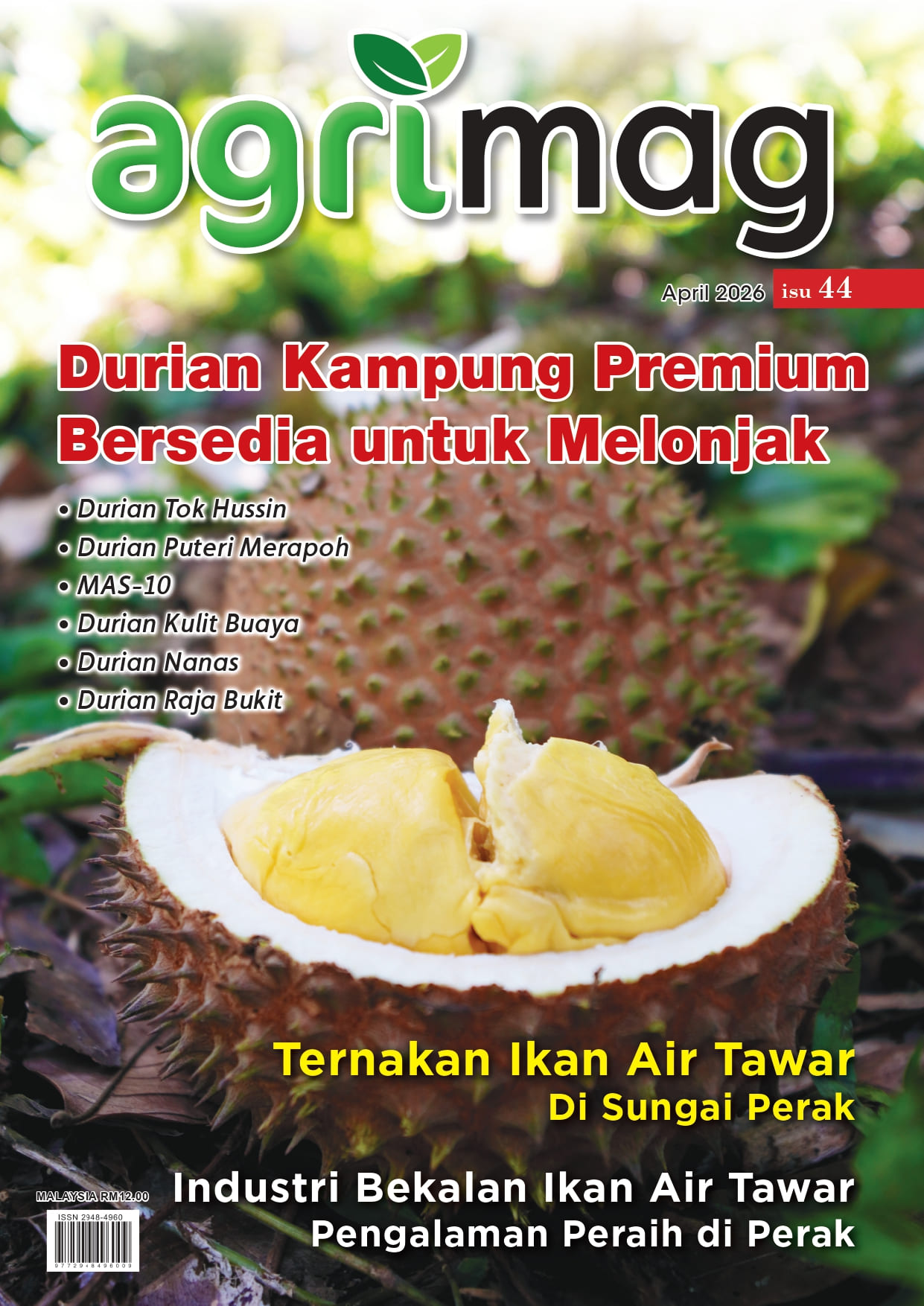 Durian Kampung Premium Bersedia untuk Melonjak (44) - Agrimag