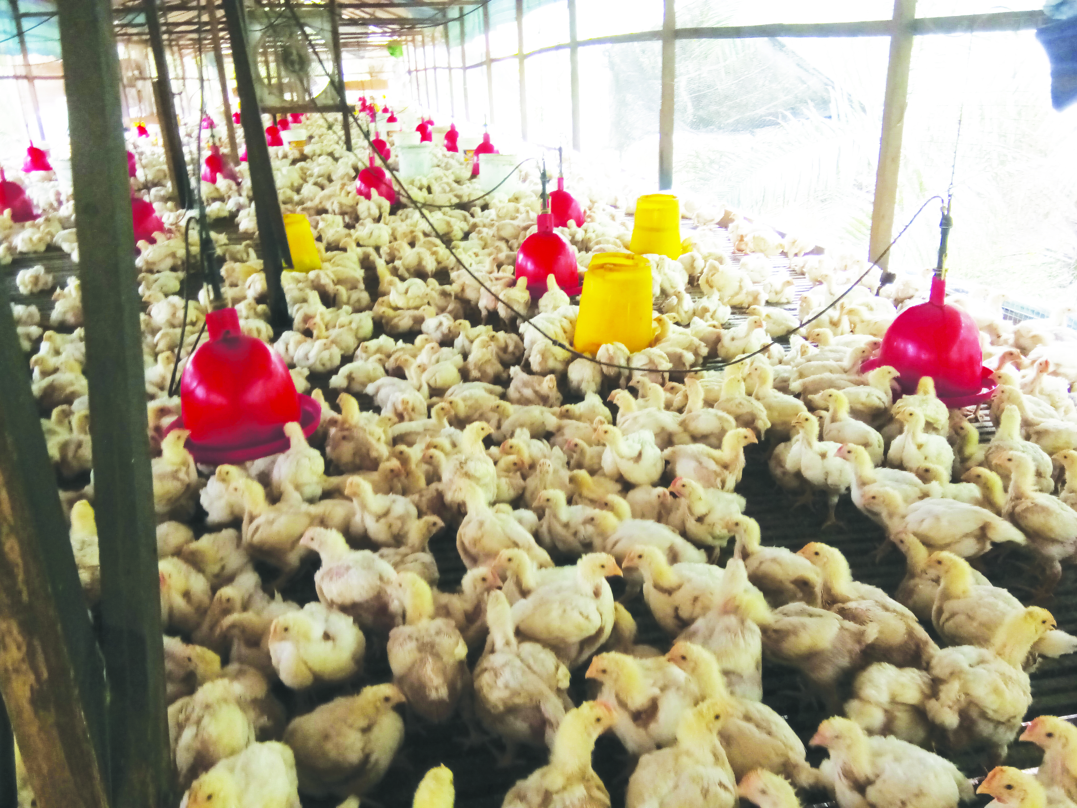 Penternak Kontrak Ayam Pedaging - Agrimag