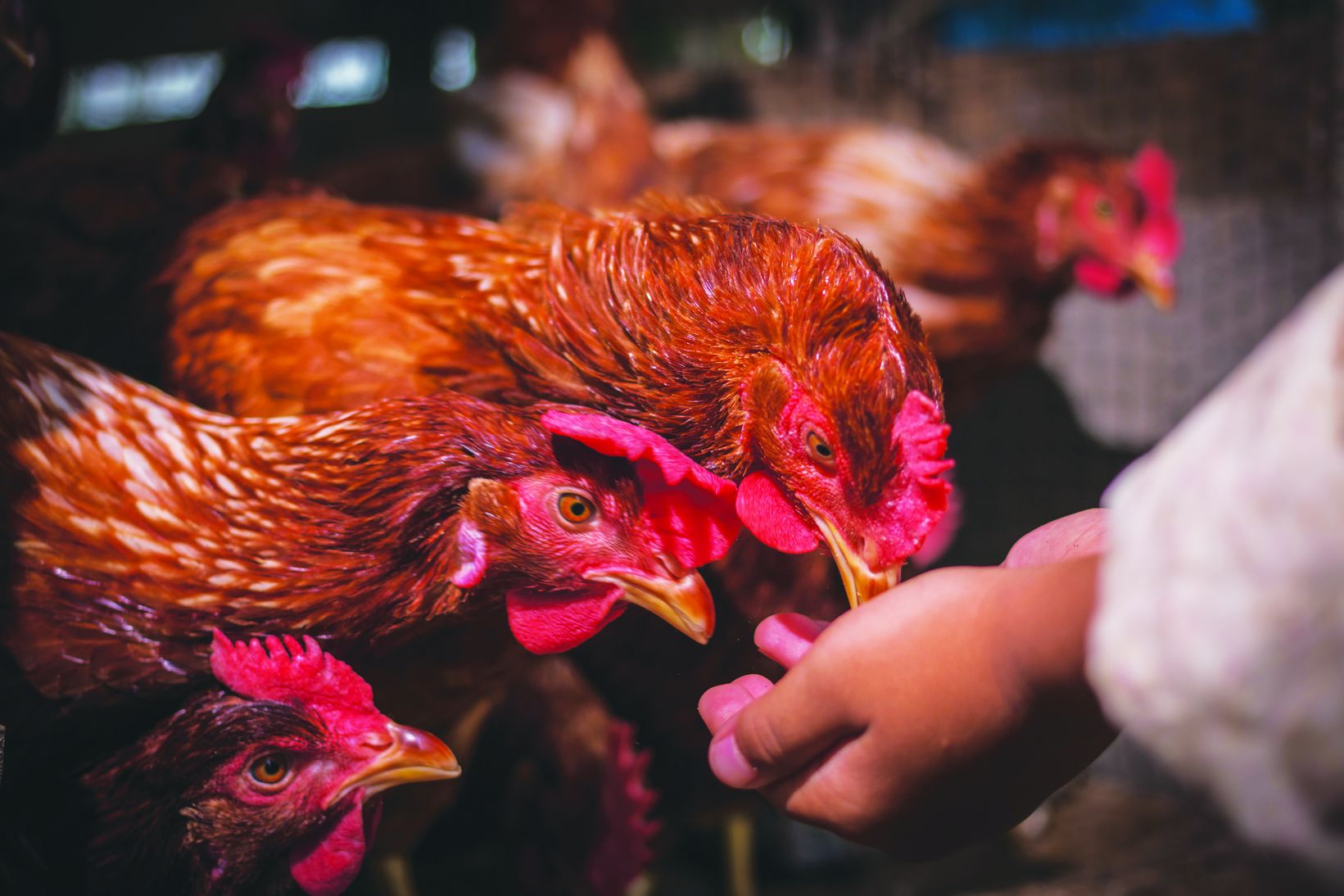 Vitamin Menggalak Tumbesaran Ayam - Agrimag