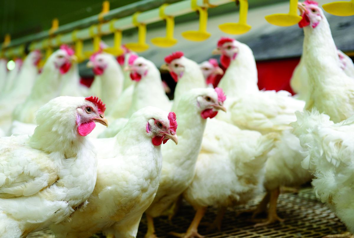 Punca & Cara Mengatasi Tekanan dalam Ayam Daging - Agrimag