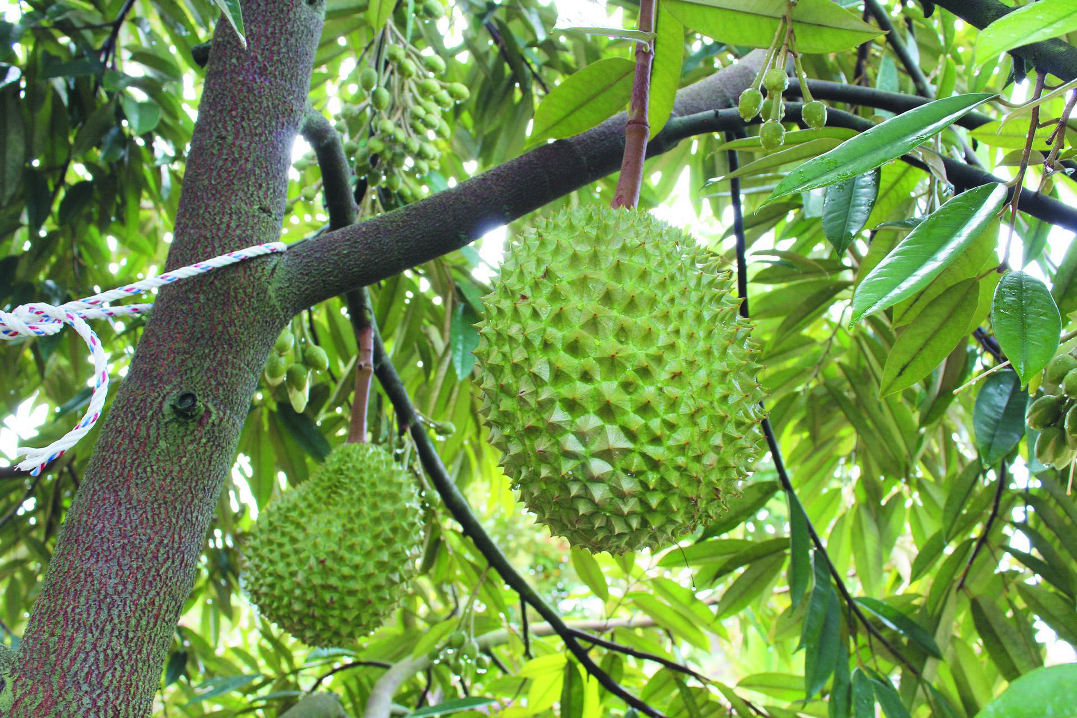 Durian Petik Peluang atau Pertaruhan? - Agrimag