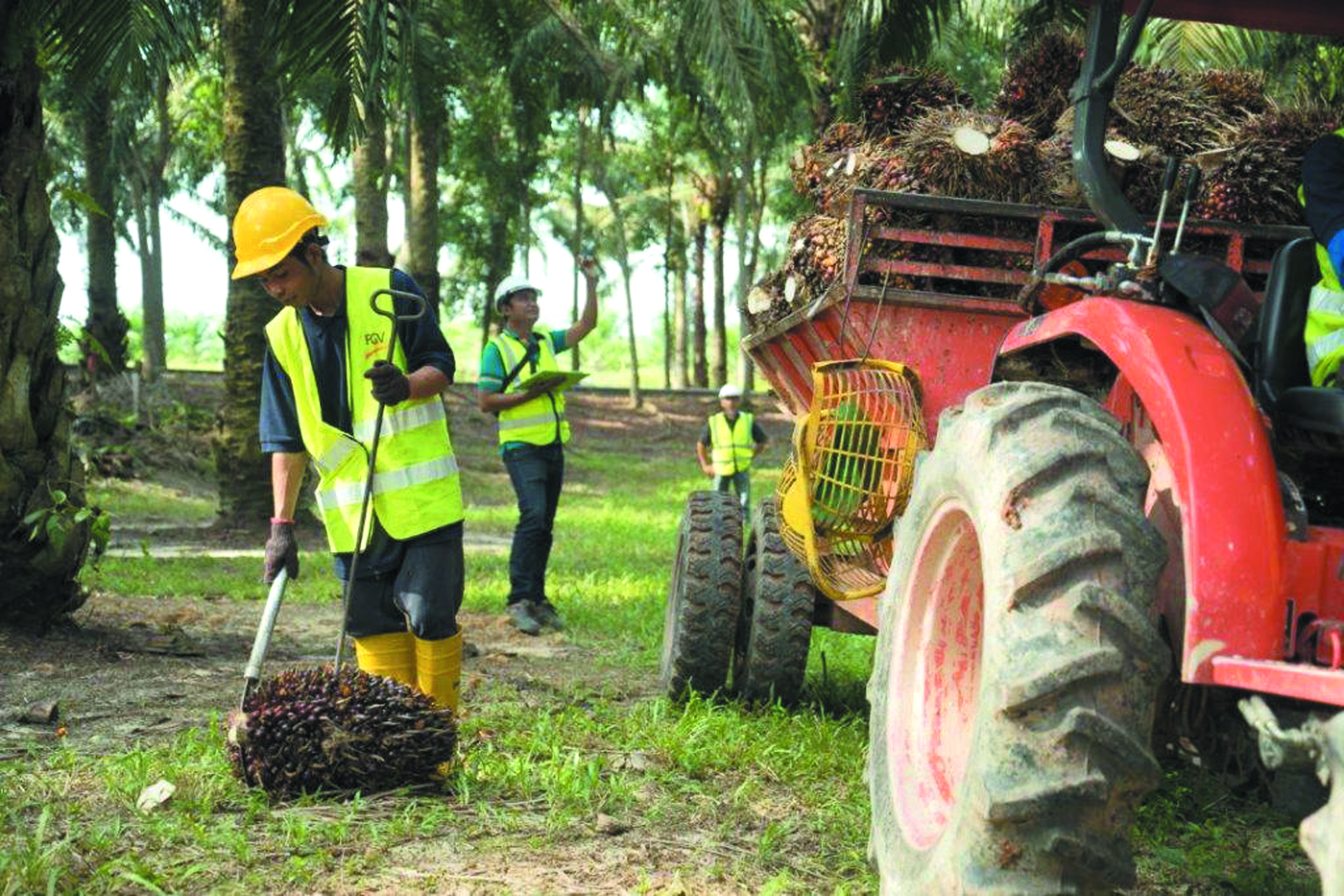 Sawit Pintar Baharu Apabila Ladang dan Kilang Berfikir - Agrimag