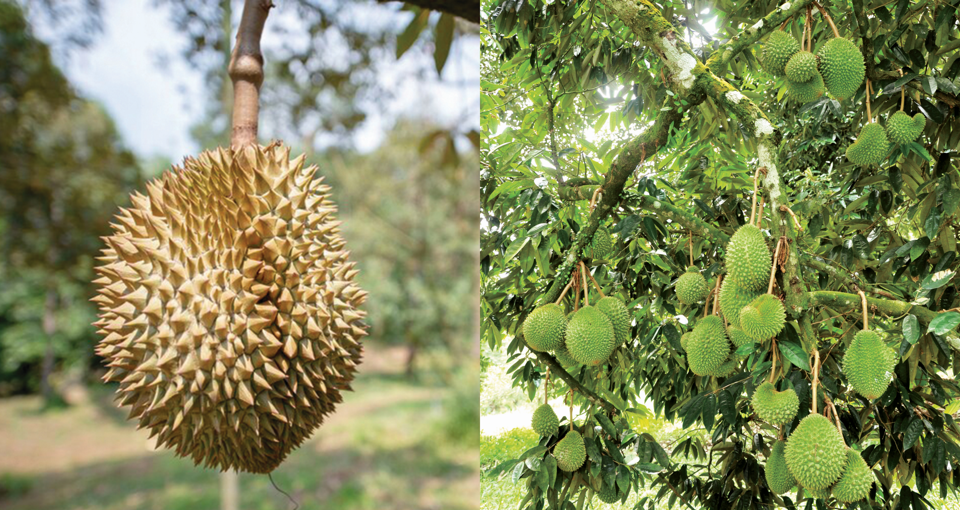 Industri Durian Malaysia Dicemburui - Agrimag