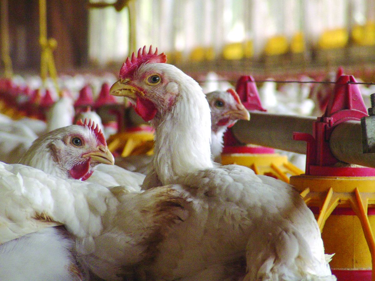 Hidroperikardium Ayam Kematian Tinggi Tanpa Gejala - Agrimag