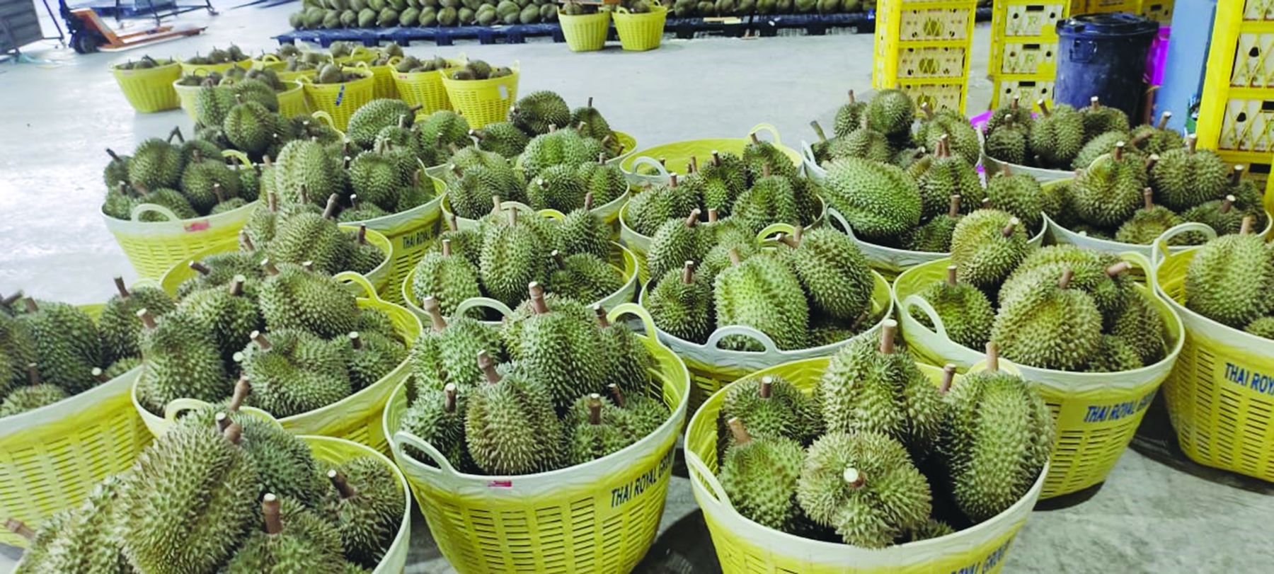 Peniaga China Menguasai Stesen Pemerolehan Durian Thai - Agrimag