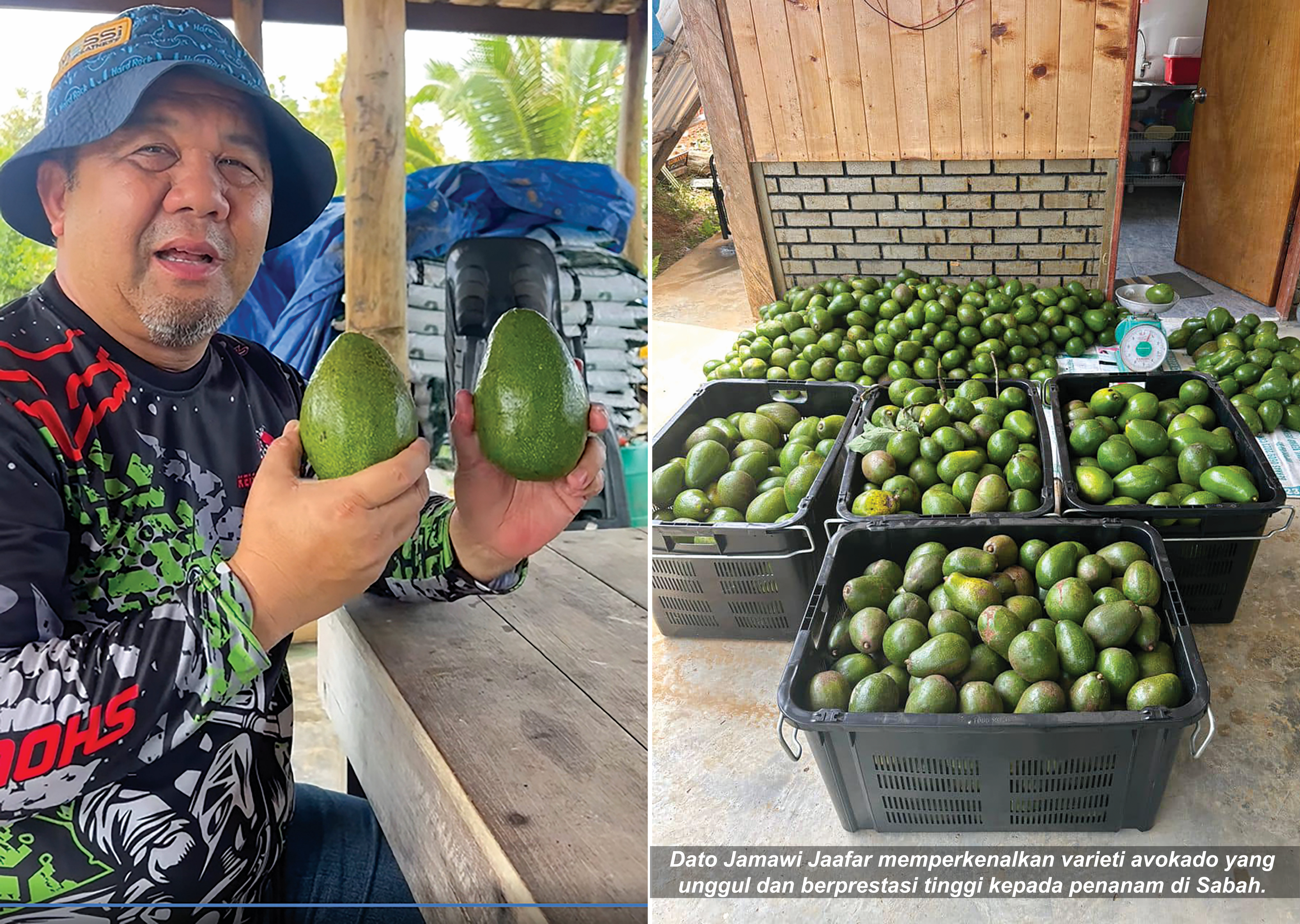 Dato Jamawi Perintis Avokado Komersial Sabah - Agrimag