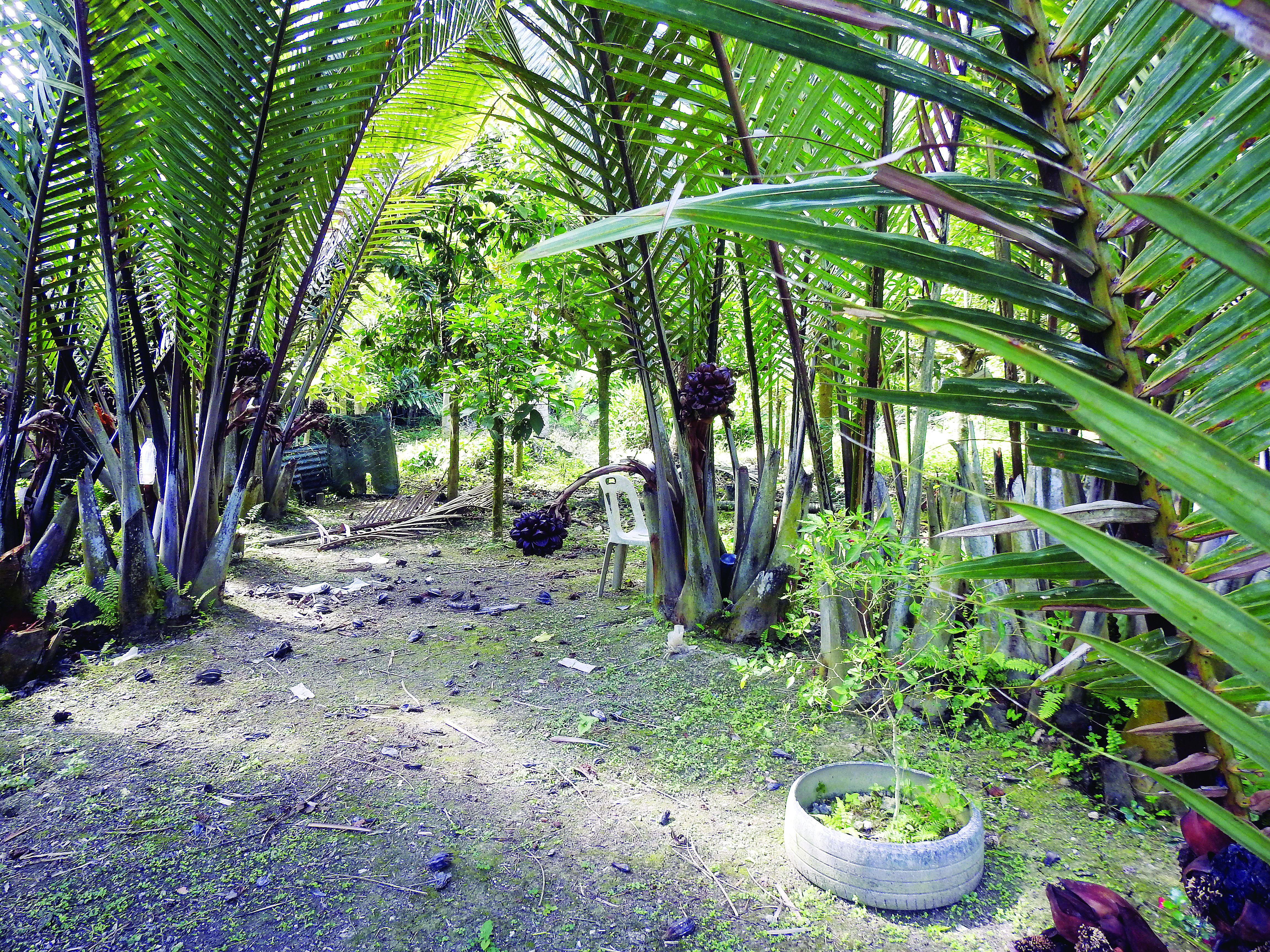 Nira Nipah: Warisan Mesra Alam & Berkhasiat - Agrimag