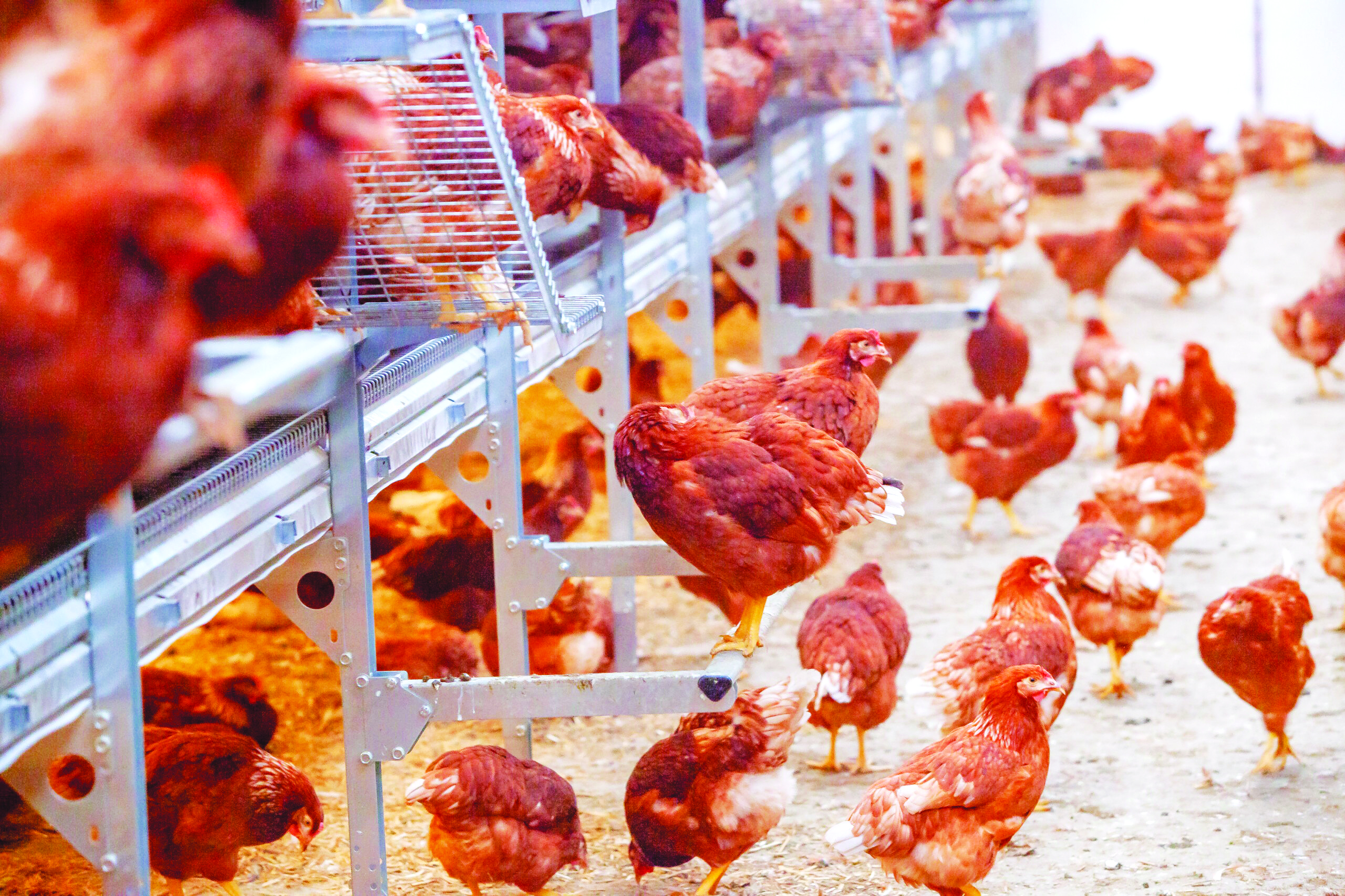 Tingkatkan Kadar Persenyawaan Ayam Betina - Agrimag