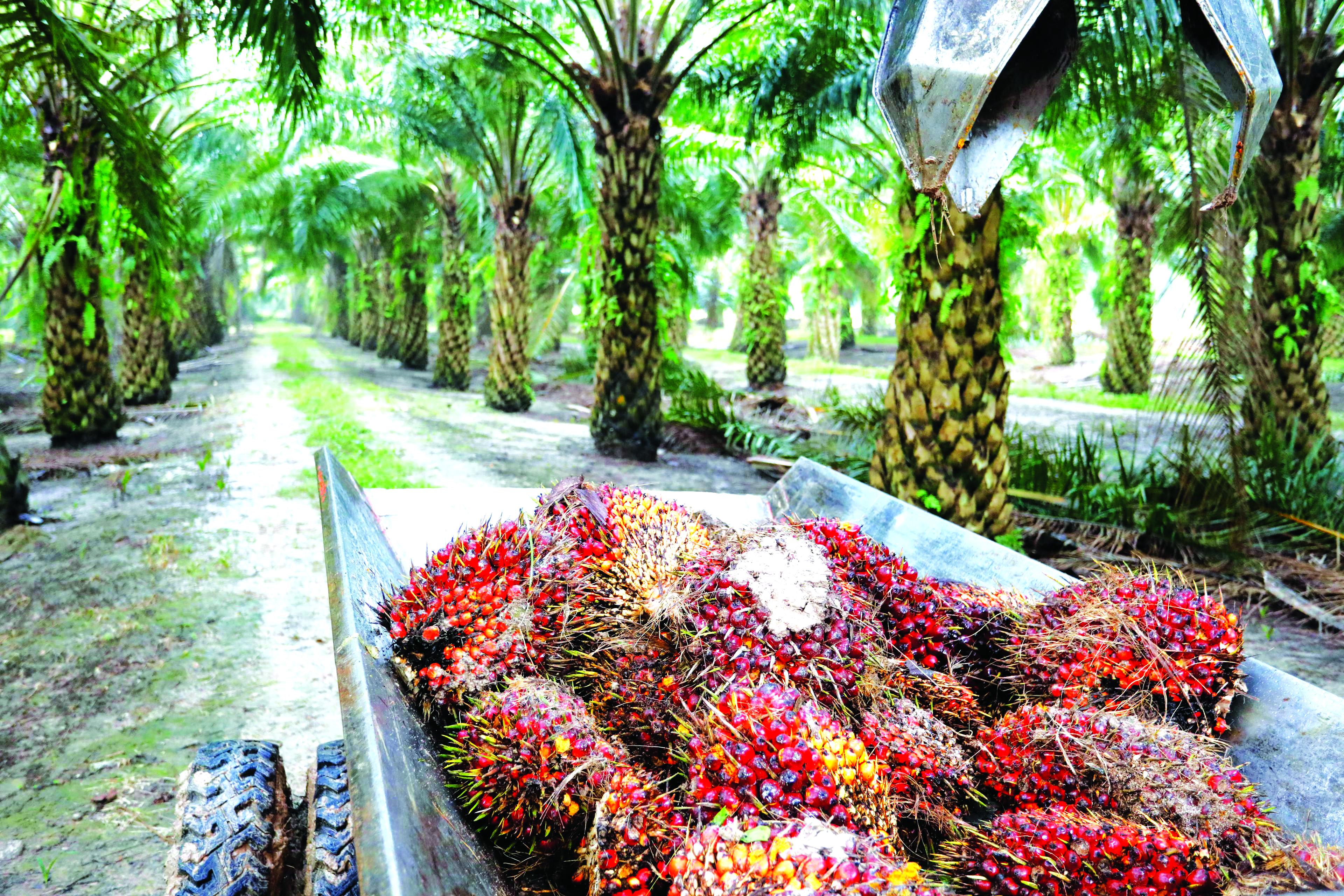Persekitaran Drastik Jejas Pertumbuhan Sawit - Agrimag