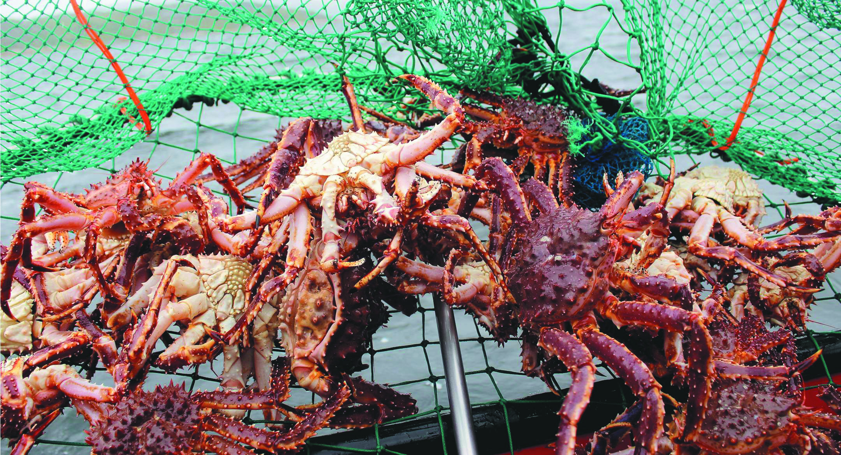 Vietnam Pasaran Kedua Ketam Norway di Asia - Agrimag