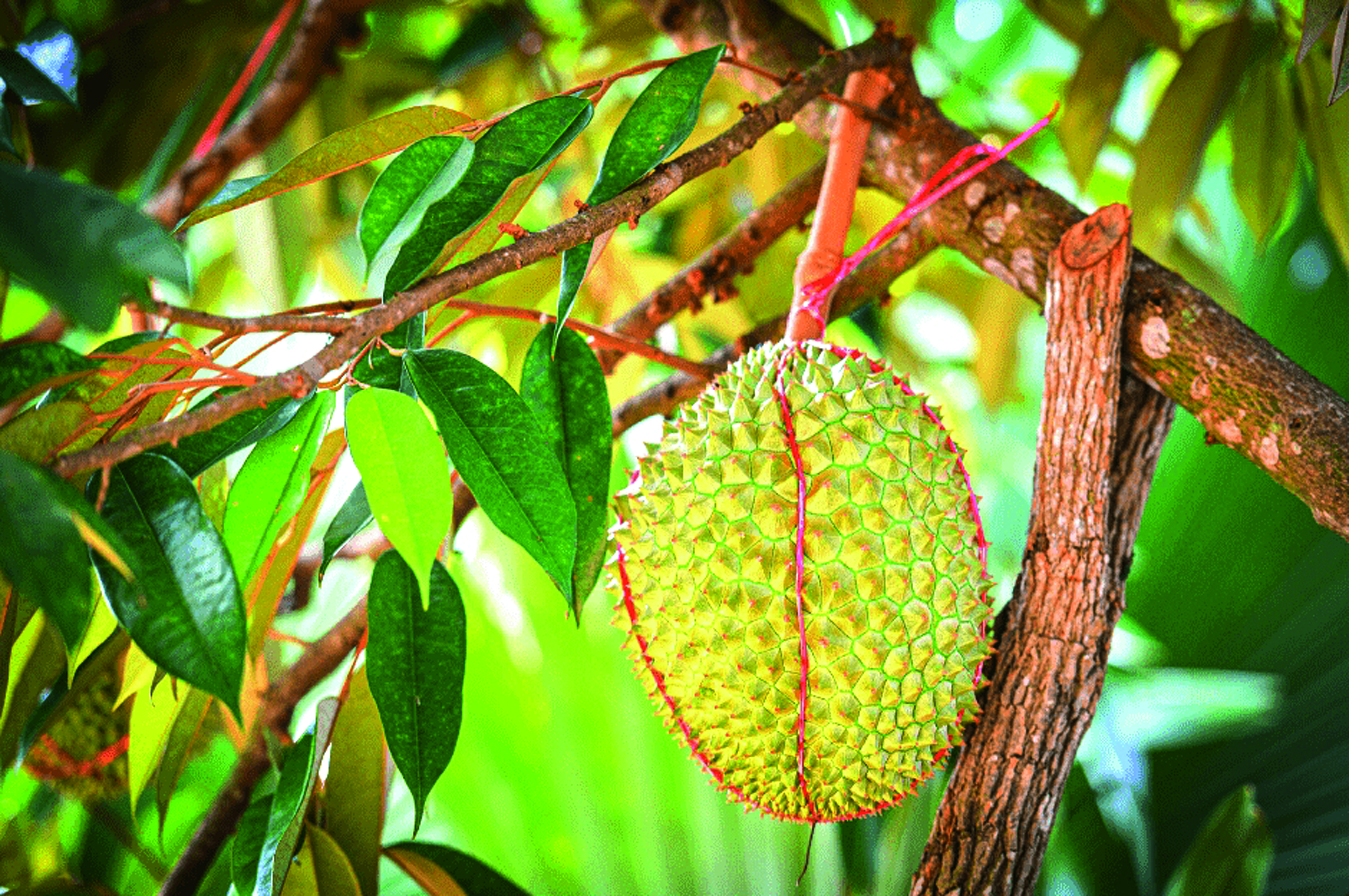 Industri Durian M'sia dan Peluang Eksport ke China - Agrimag