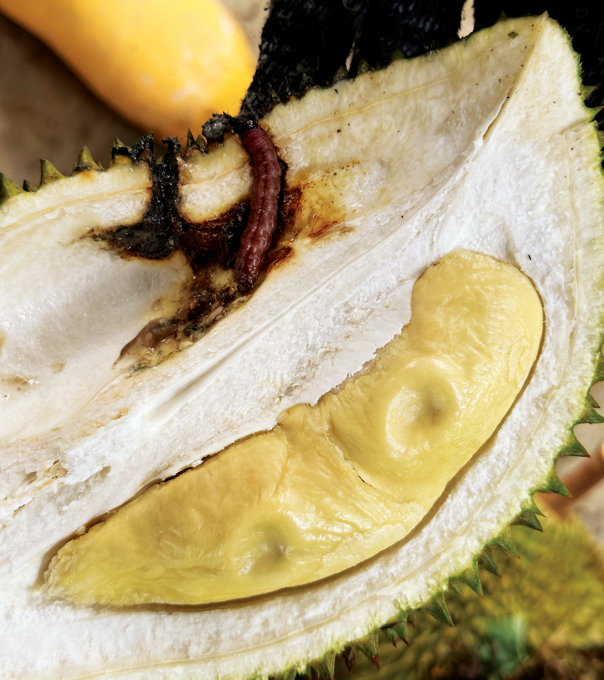 Kesilapan Kecil Menjatuhkan Gred Buah Durian - Agrimag