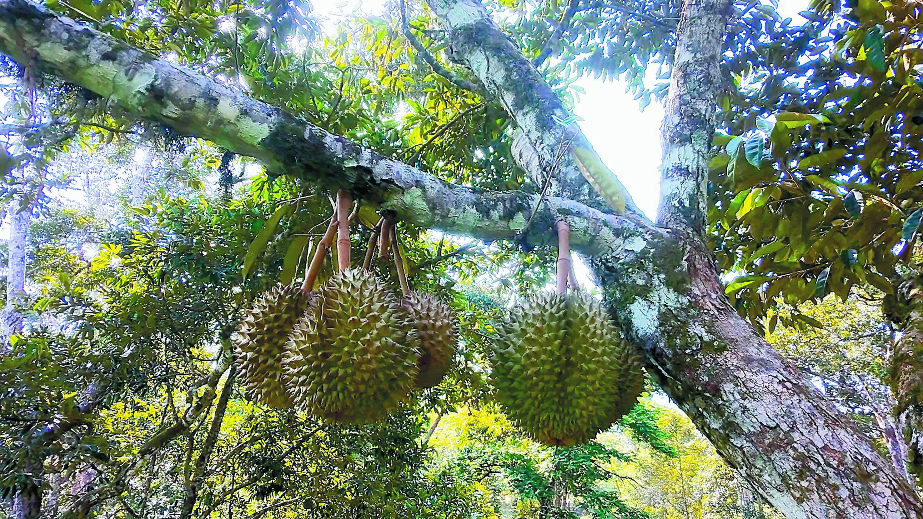 Durian Puteri Merapoh Pertemuan Syahdu di Hujung Penantian - Agrimag