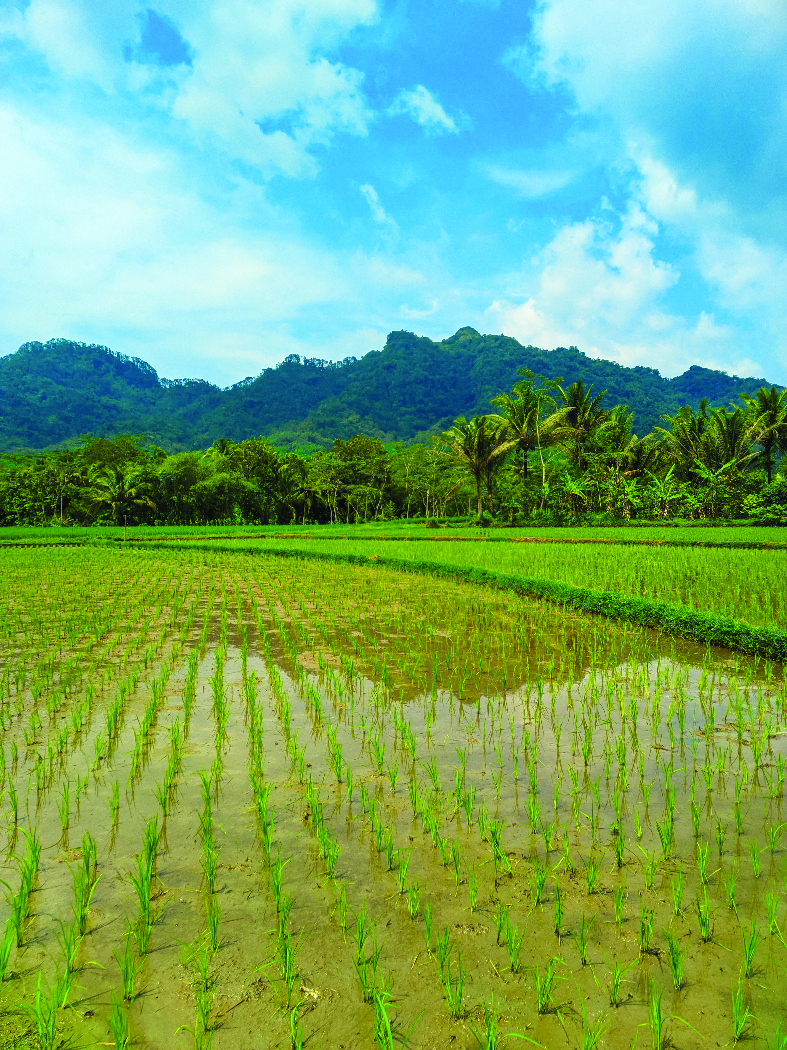 Indonesia Henti Bekalan Beras ke Malaysia - Agrimag