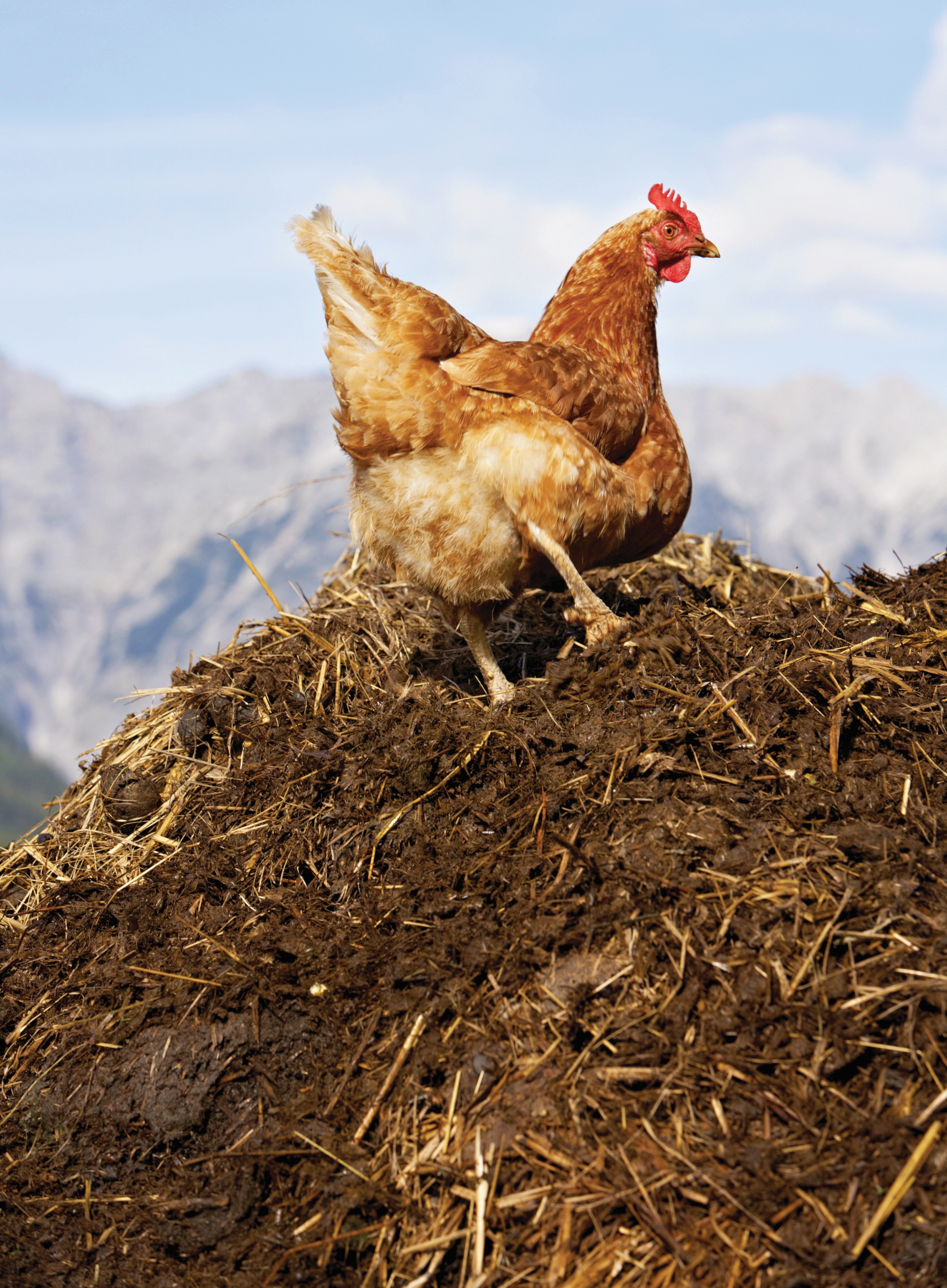 Manfaatkan Tahi Ayam untuk Pertanian Hijau - Agrimag