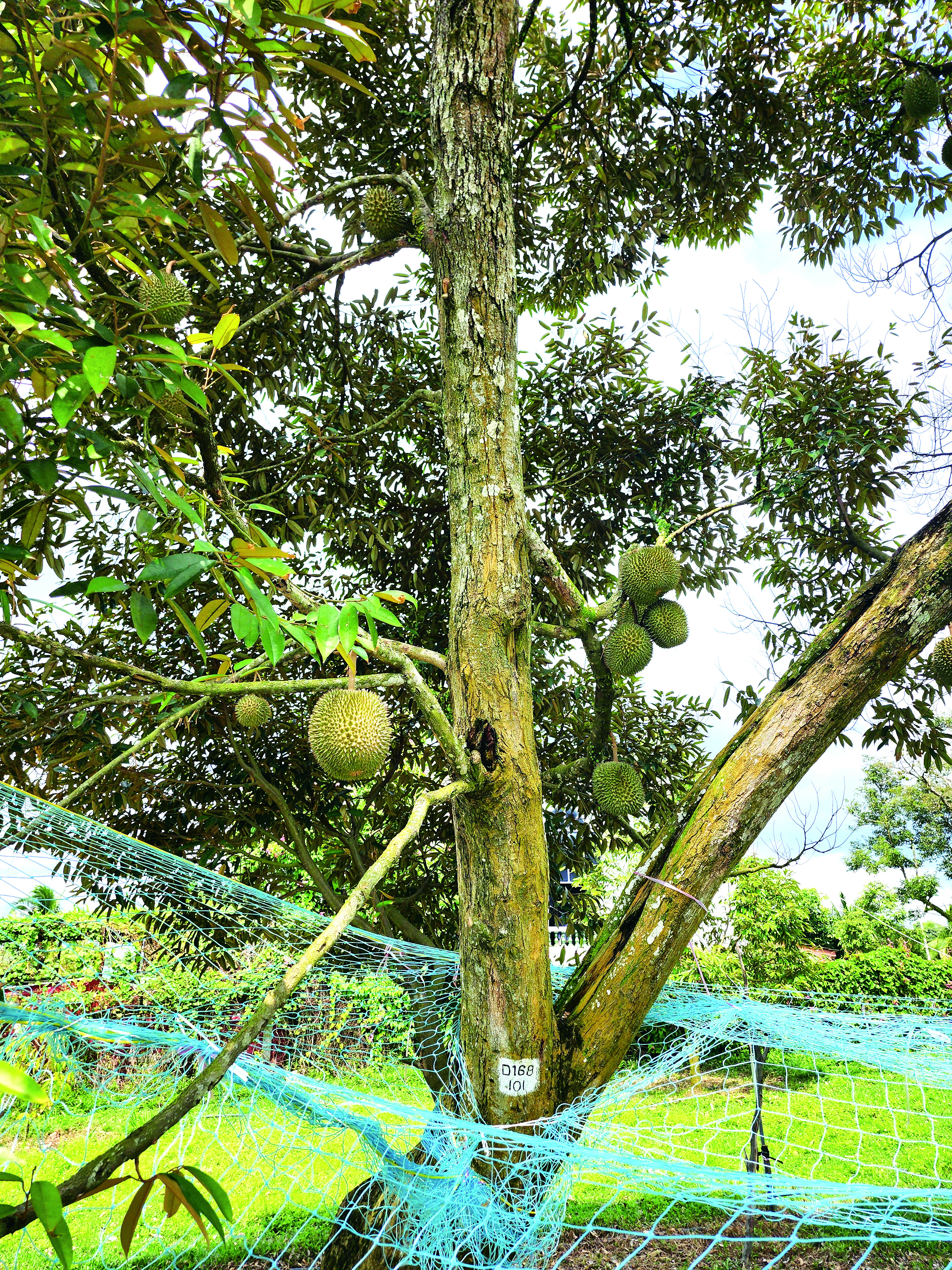 Kejayaan Pokok Durian Tua Berbuah Semula - Agrimag
