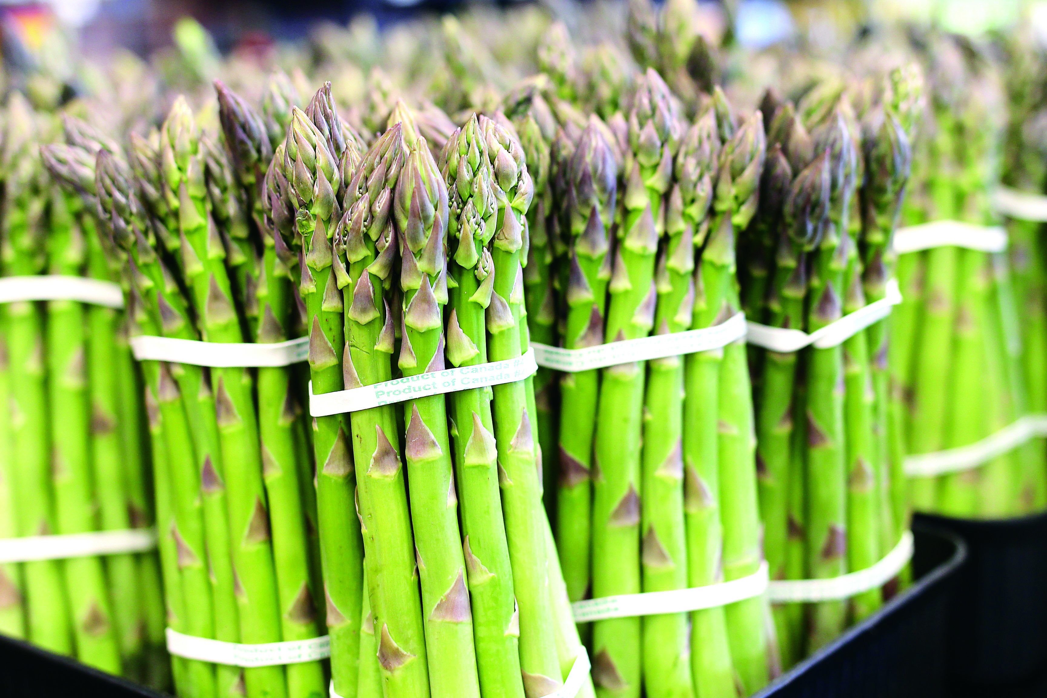 Penambahbaikan Nutrien Tingkatkan Kualiti Asparagus - Agrimag