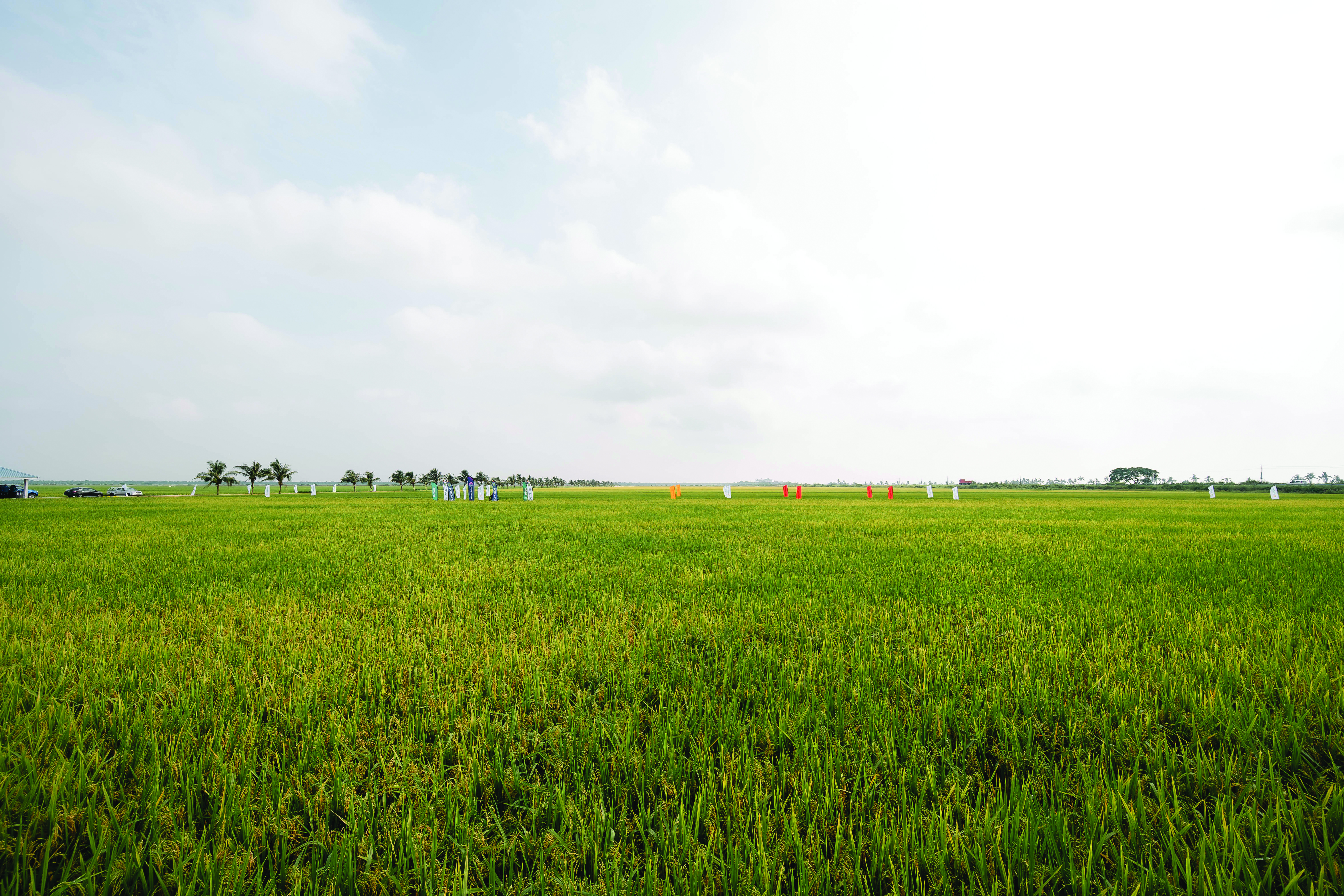 Pemodenan Industri Padi di M'sia Sistem Pengeluaran Clearfield - Agrimag