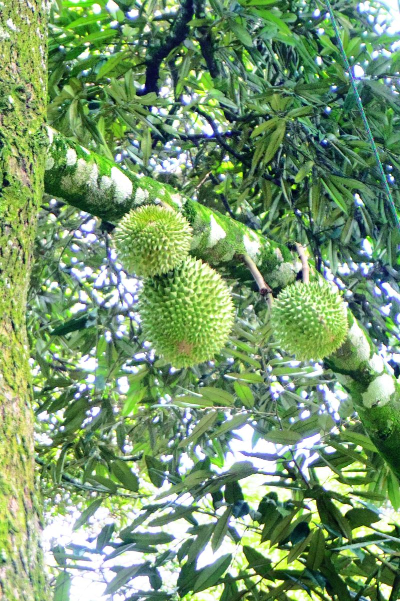Kekurangan Kalsium, Durian Tidak akan Jatuh - Agrimag