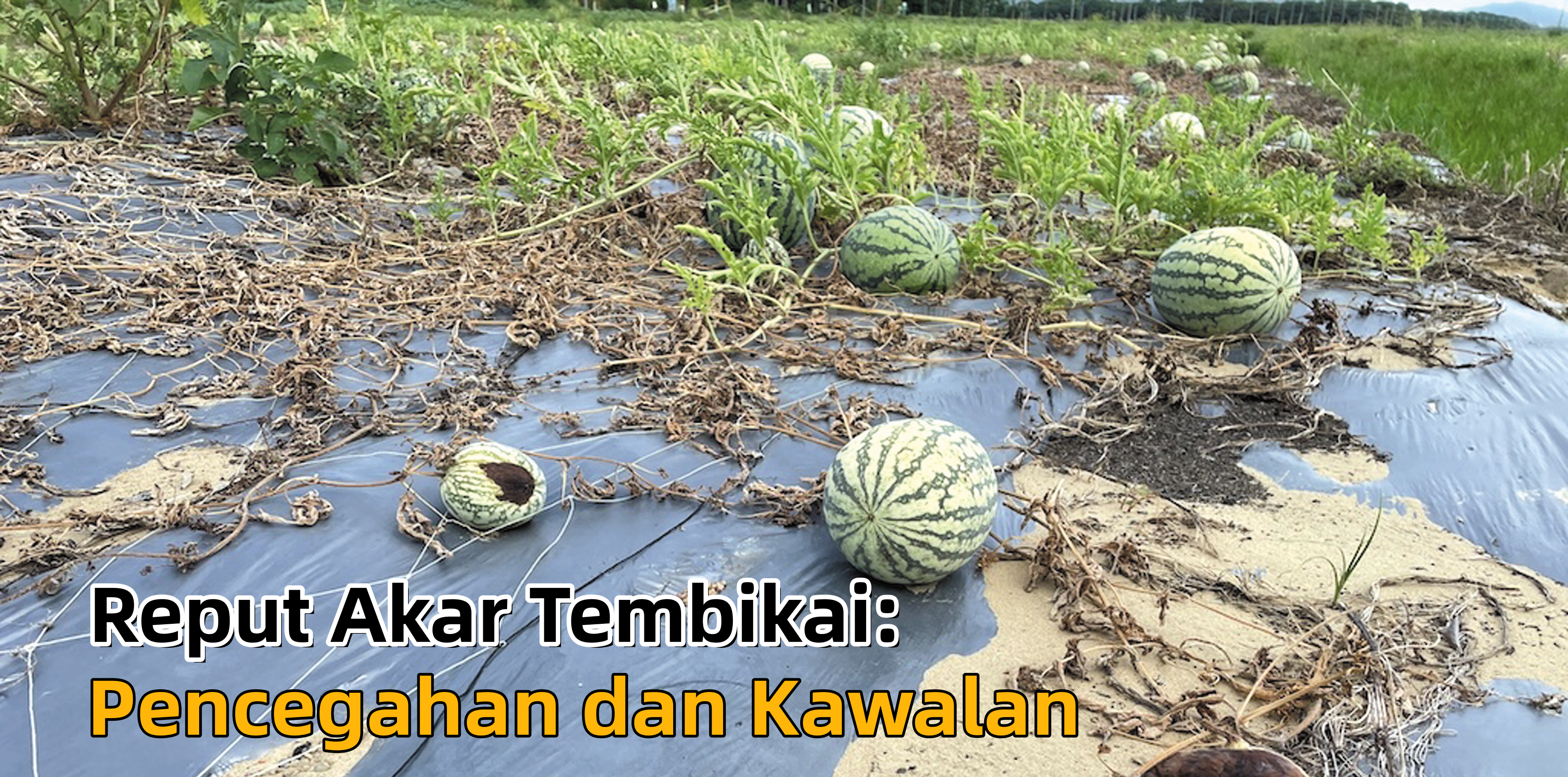 Reput Akar Tembikai: Pencegahan dan Kawalan - Agrimag