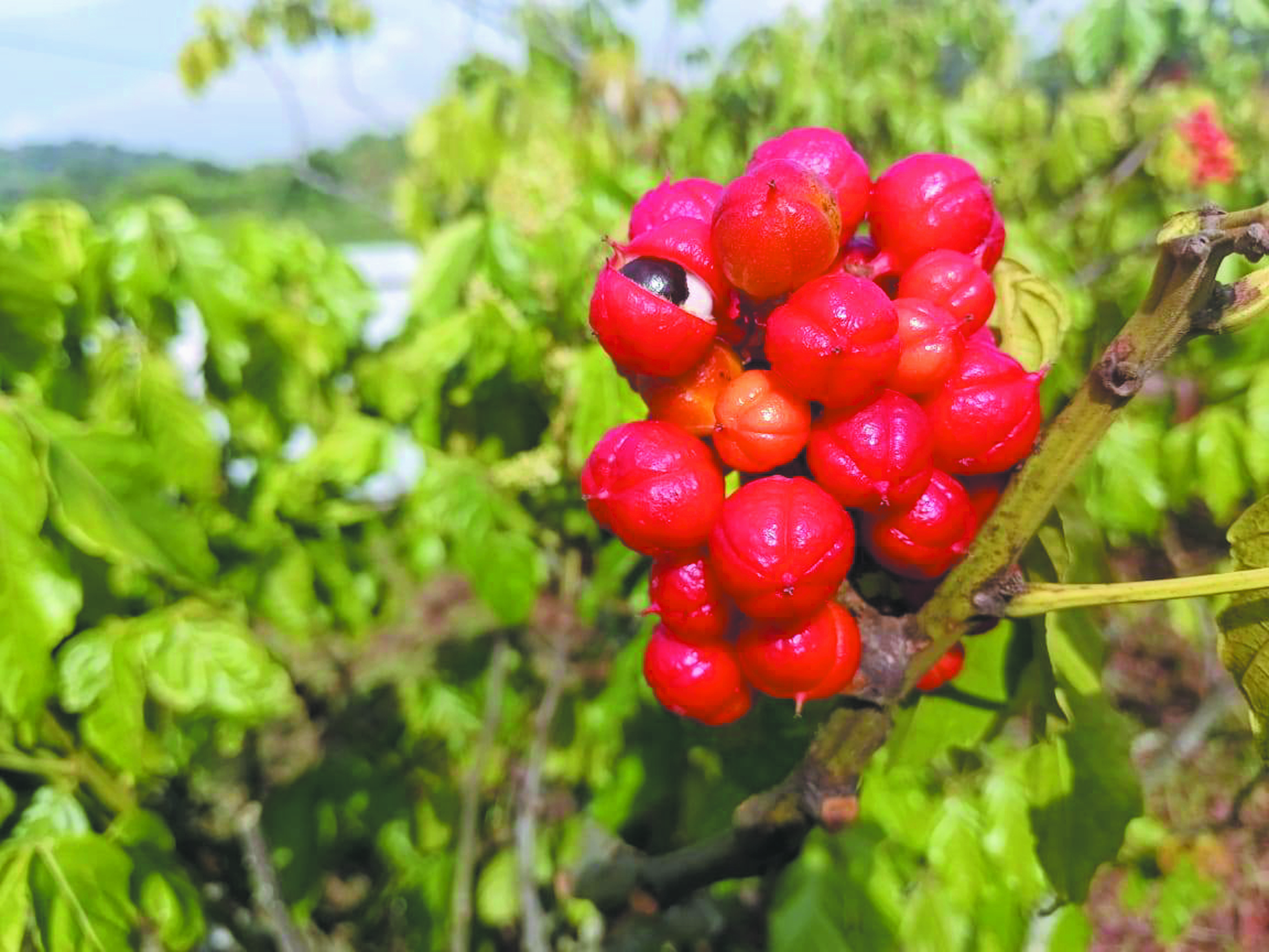 Pemasaran Guarana Daripada Model Cupana - Agrimag
