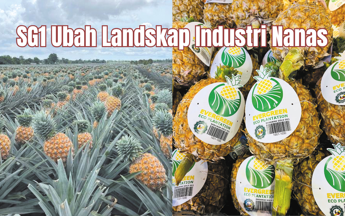 SG1 Ubah Landskap Industri Nanas - Agrimag
