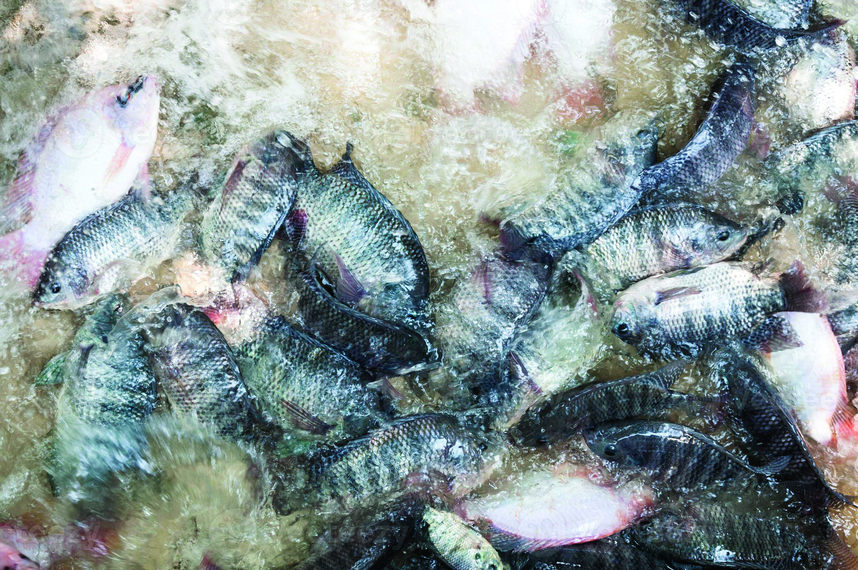 Pengoptimuman Kepadatan Ternakan Tilapia - Agrimag