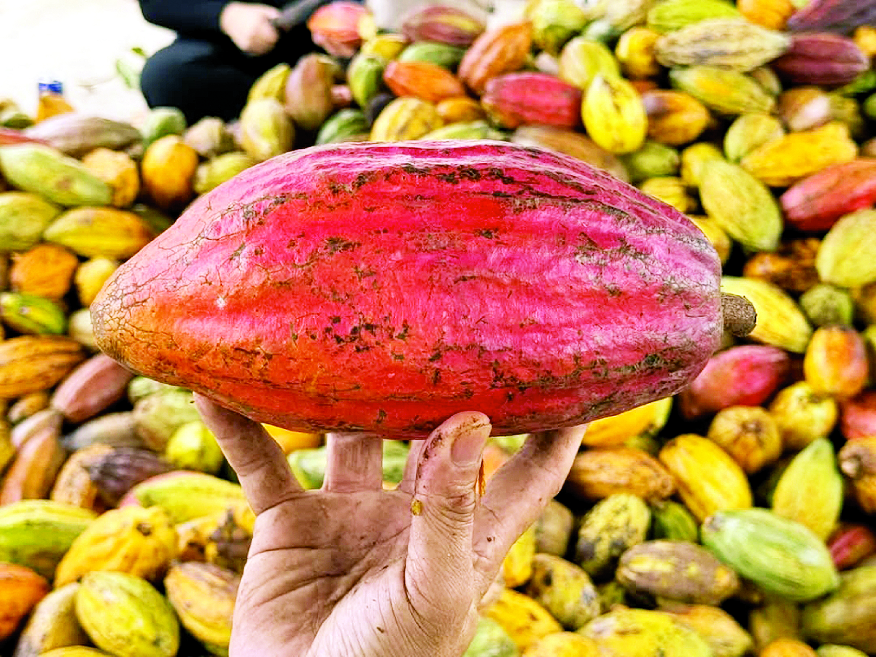 Sejarah Penanaman Koko di Malaysia - Agrimag