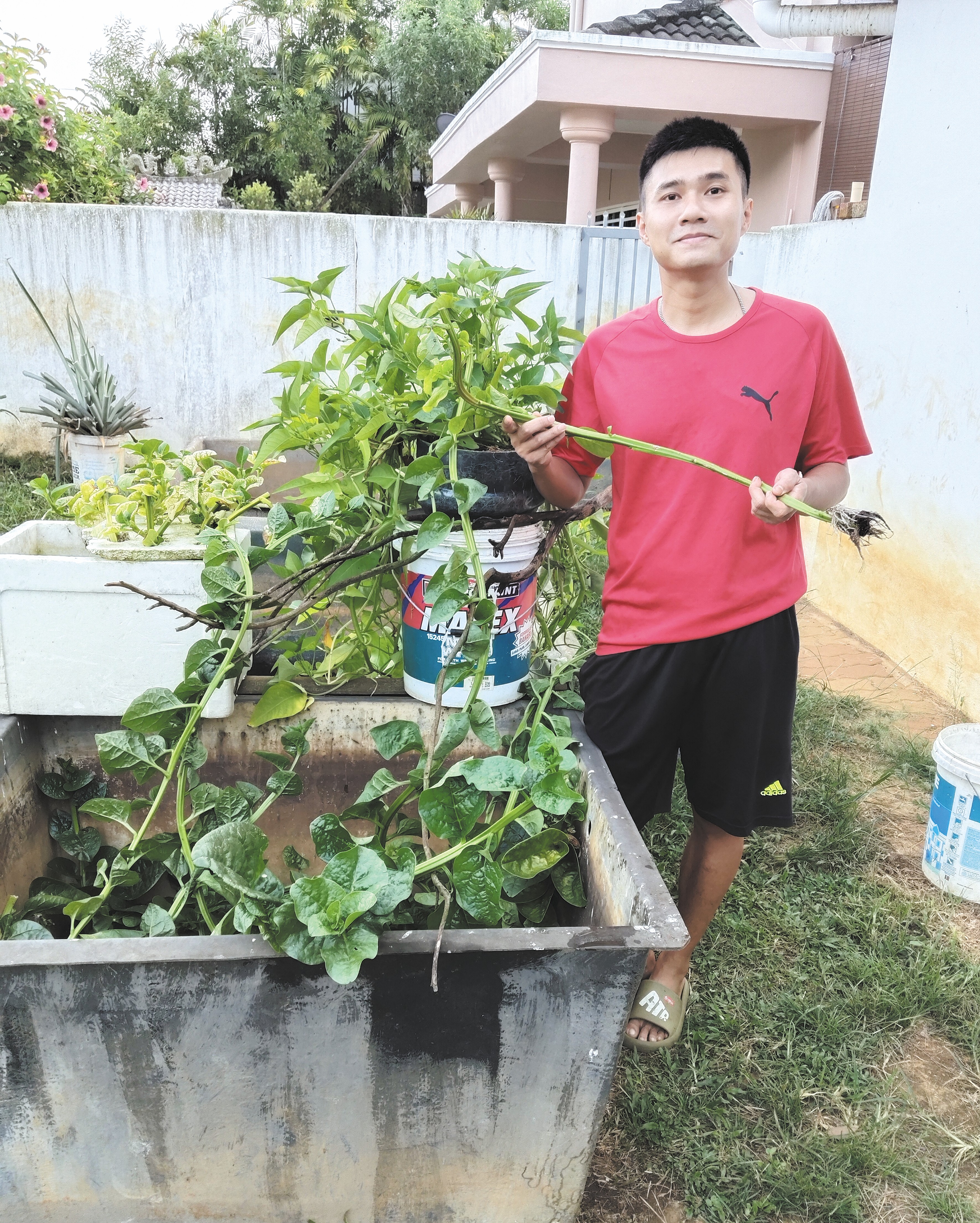 Bayam Malabar Hidroponik Tanam dalam Tangki Air Biasa - Agrimag