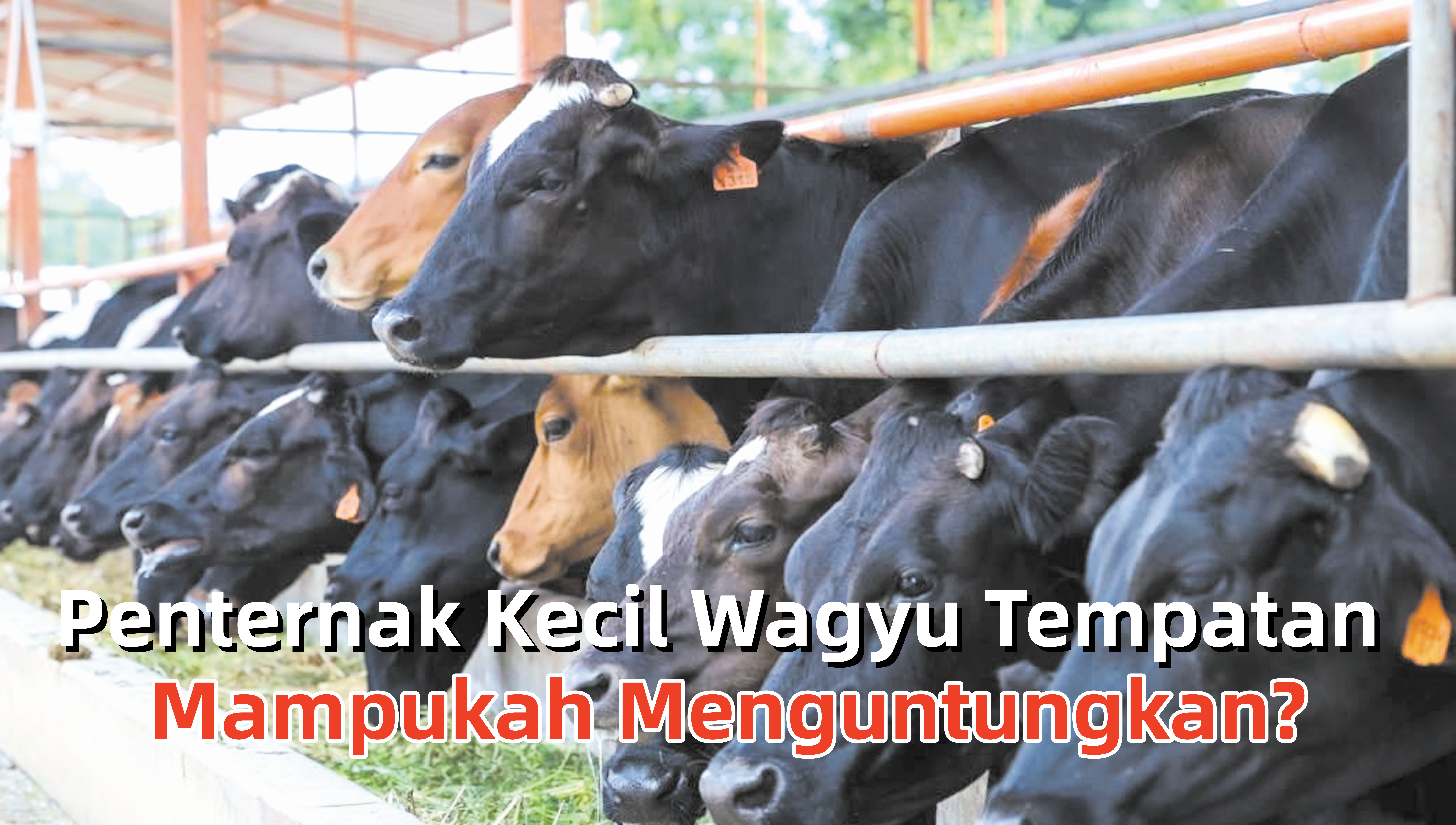 Penternak Kecil Wagyu Tempatan Mampukah Menguntungkan? - Agrimag