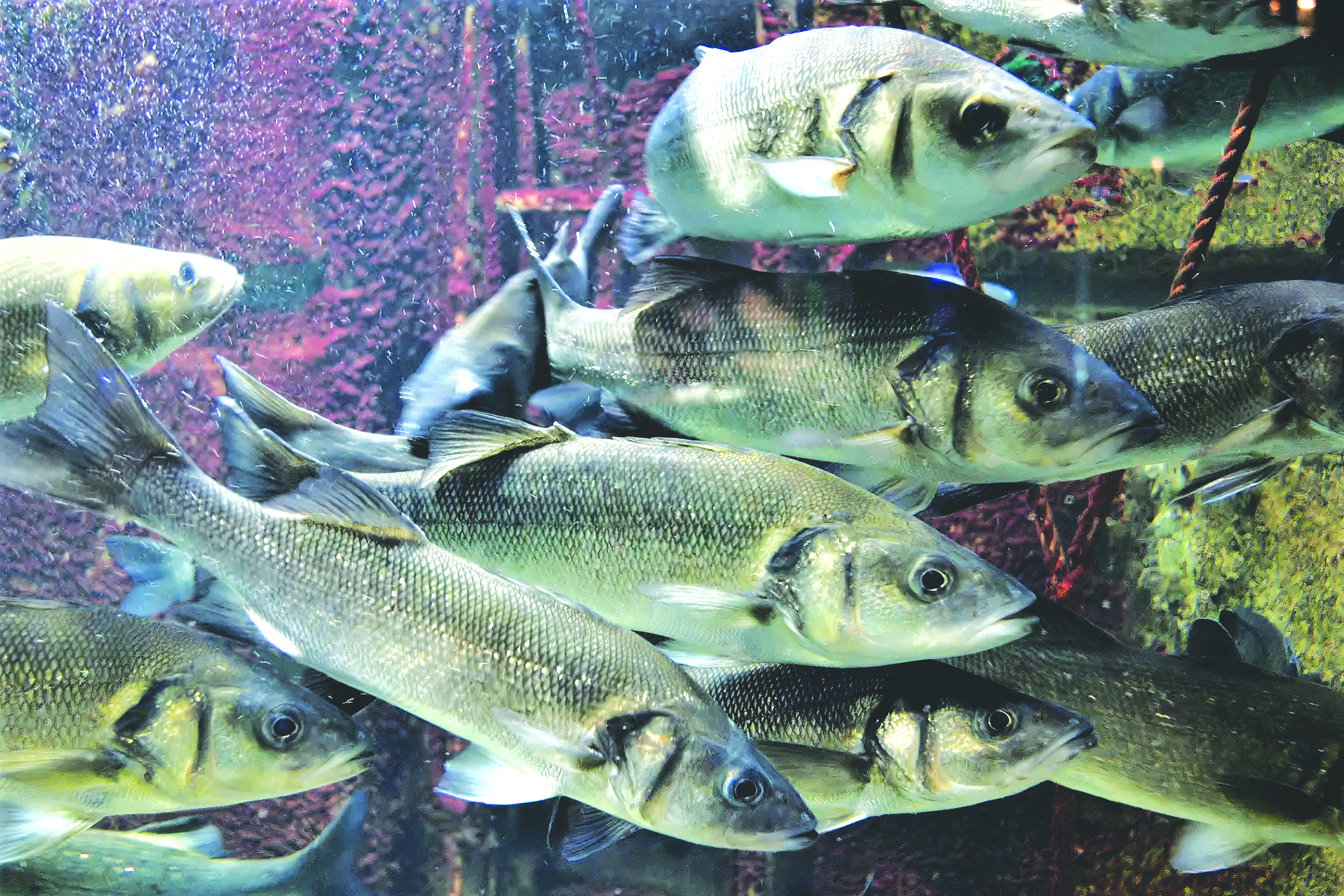 Kadar Kelangsungan Hidup Anak Ikan Siakap - Agrimag