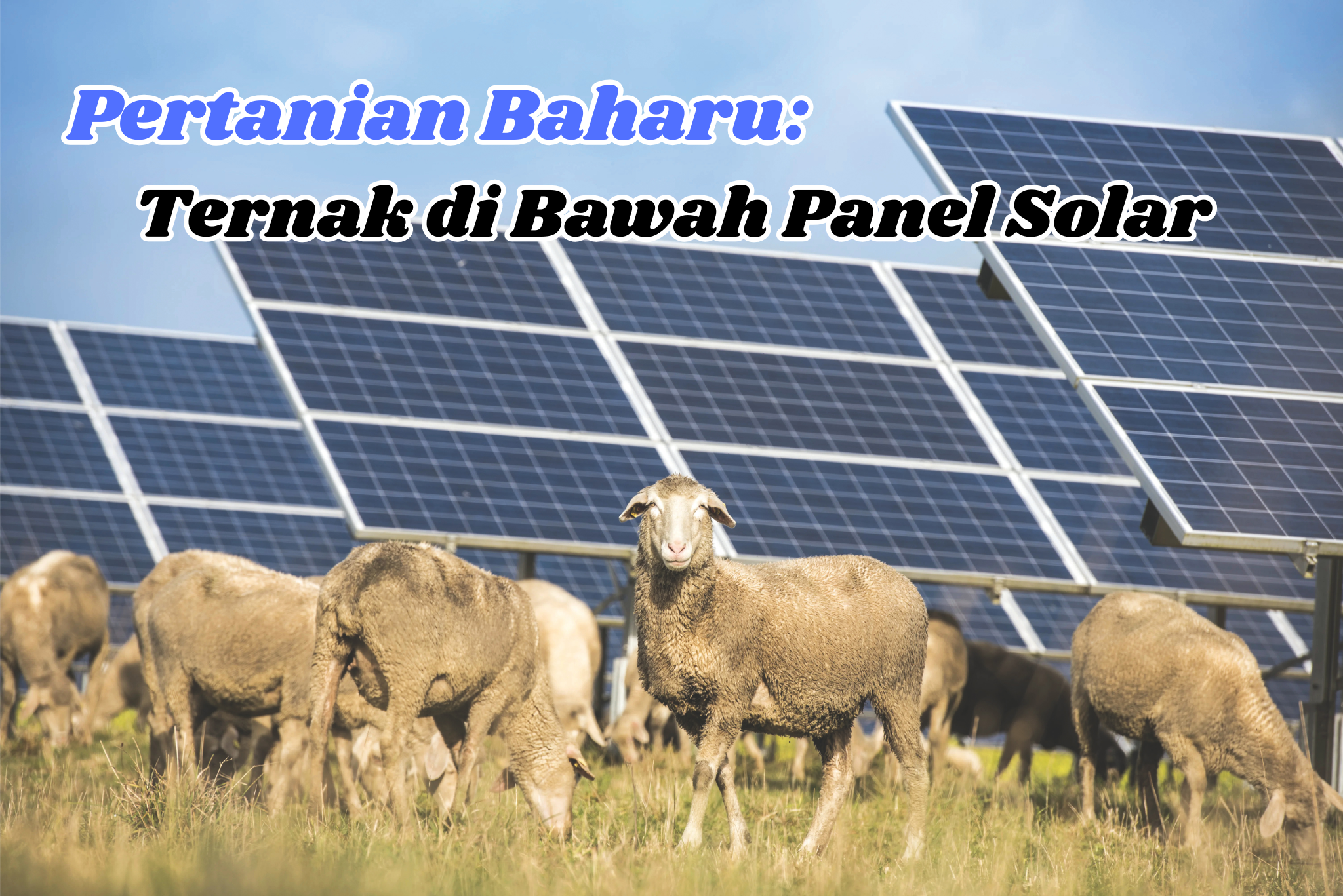 Pertanian Baharu: Ternak di Bawah Panel Solar - Agrimag