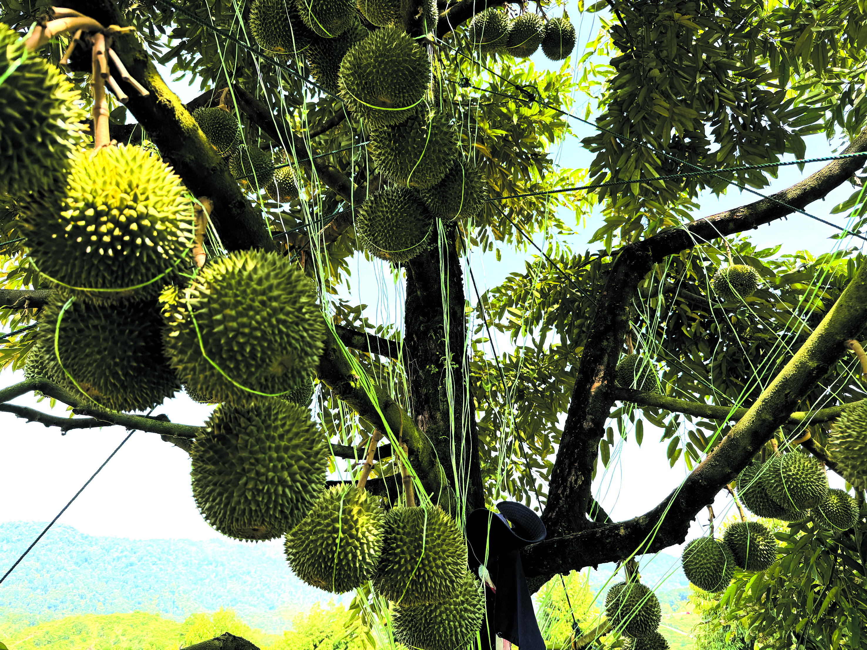 Pelabur Durian Bumiputera - Agrimag