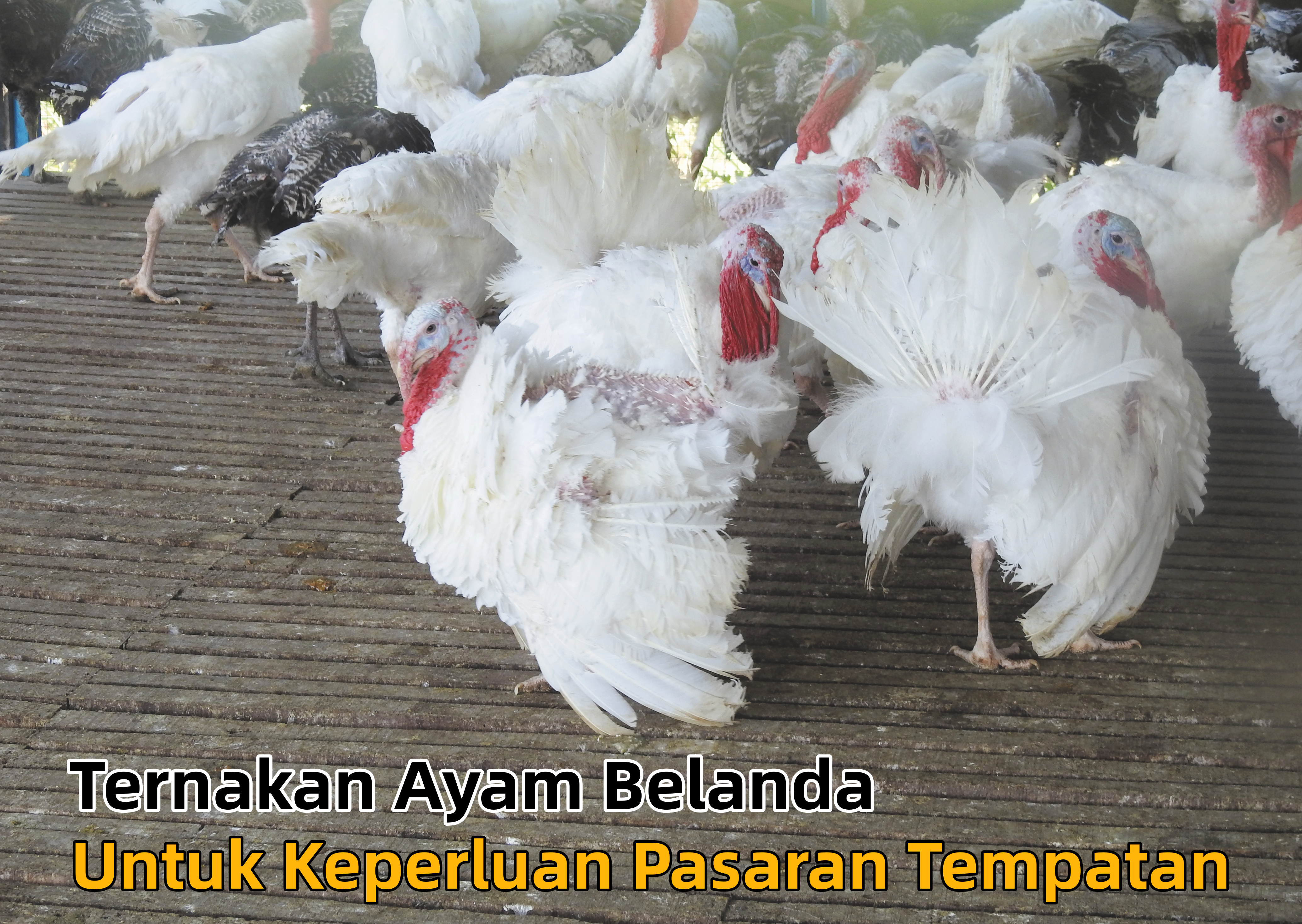 Ternakan Ayam Belanda Untuk Keperluan Pasaran Tempatan - Agrimag