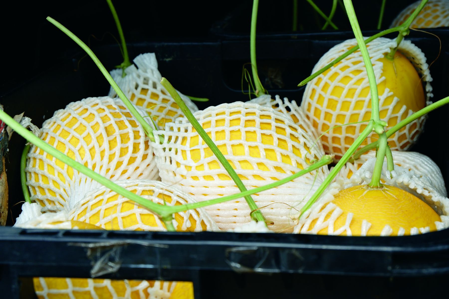 Setanding dengan Buah Import, Golden Melon Rangup & Manis - Agrimag