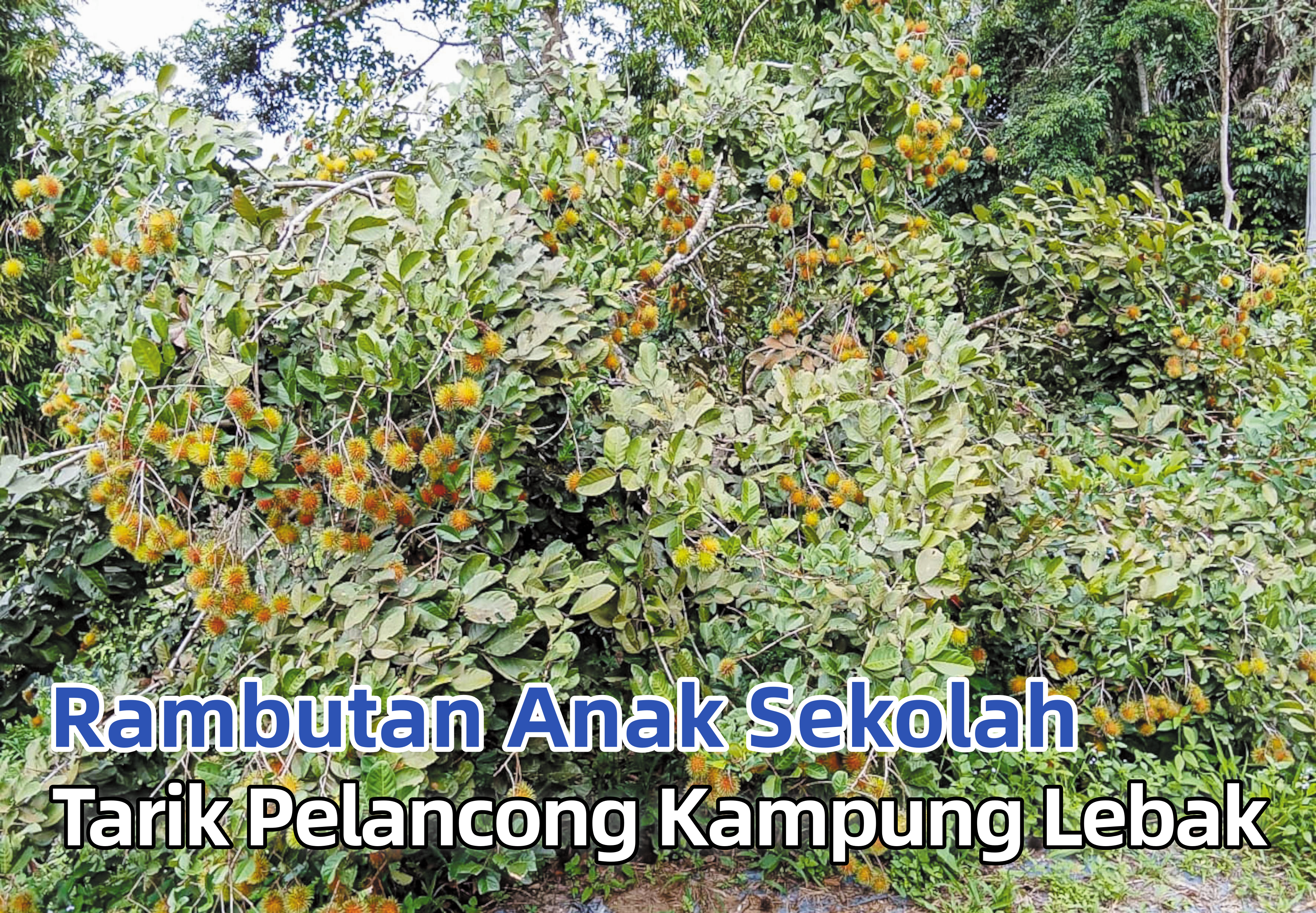 Rambutan Anak Sekolah Tarik Pelancong Kampung Lebak - Agrimag