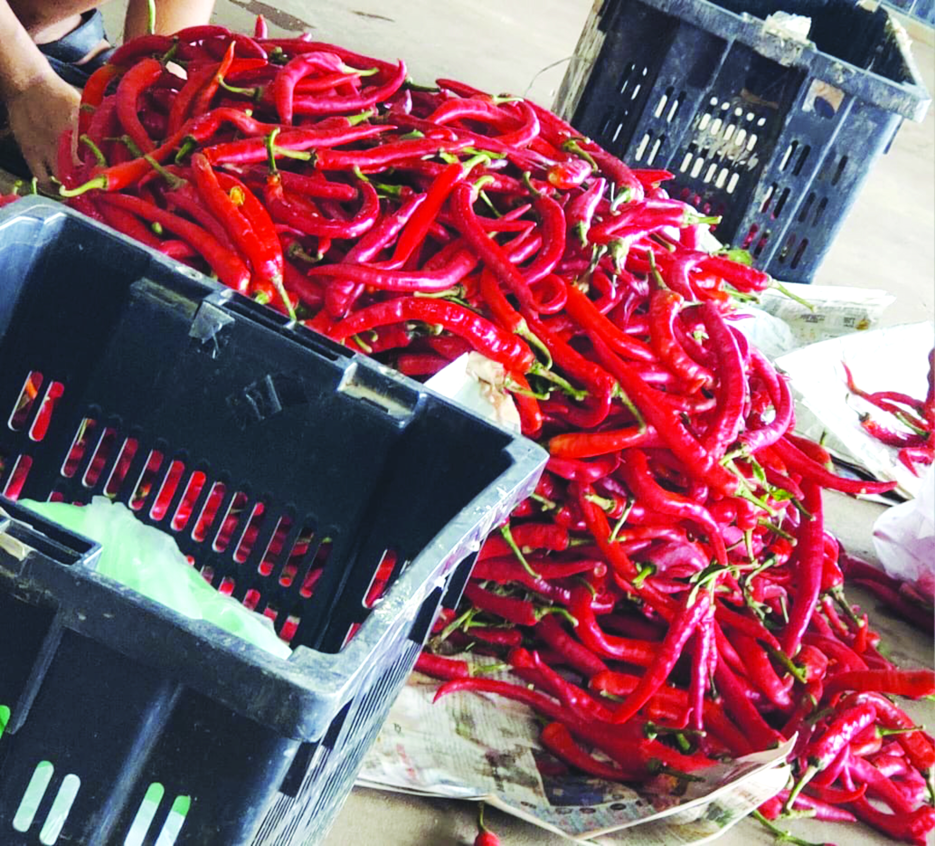 Tanah Gunung Berapi Tingkatkan Hasil Cili Kulai - Agrimag