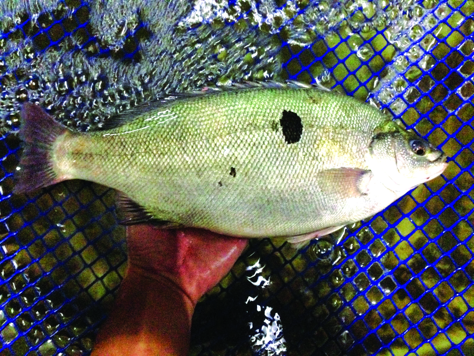 Ternakan Ikan Puyu Kukum - Agrimag